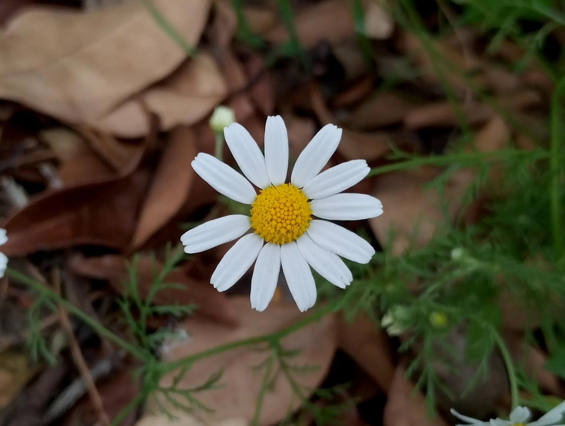 img/anthemis-cotula.webp