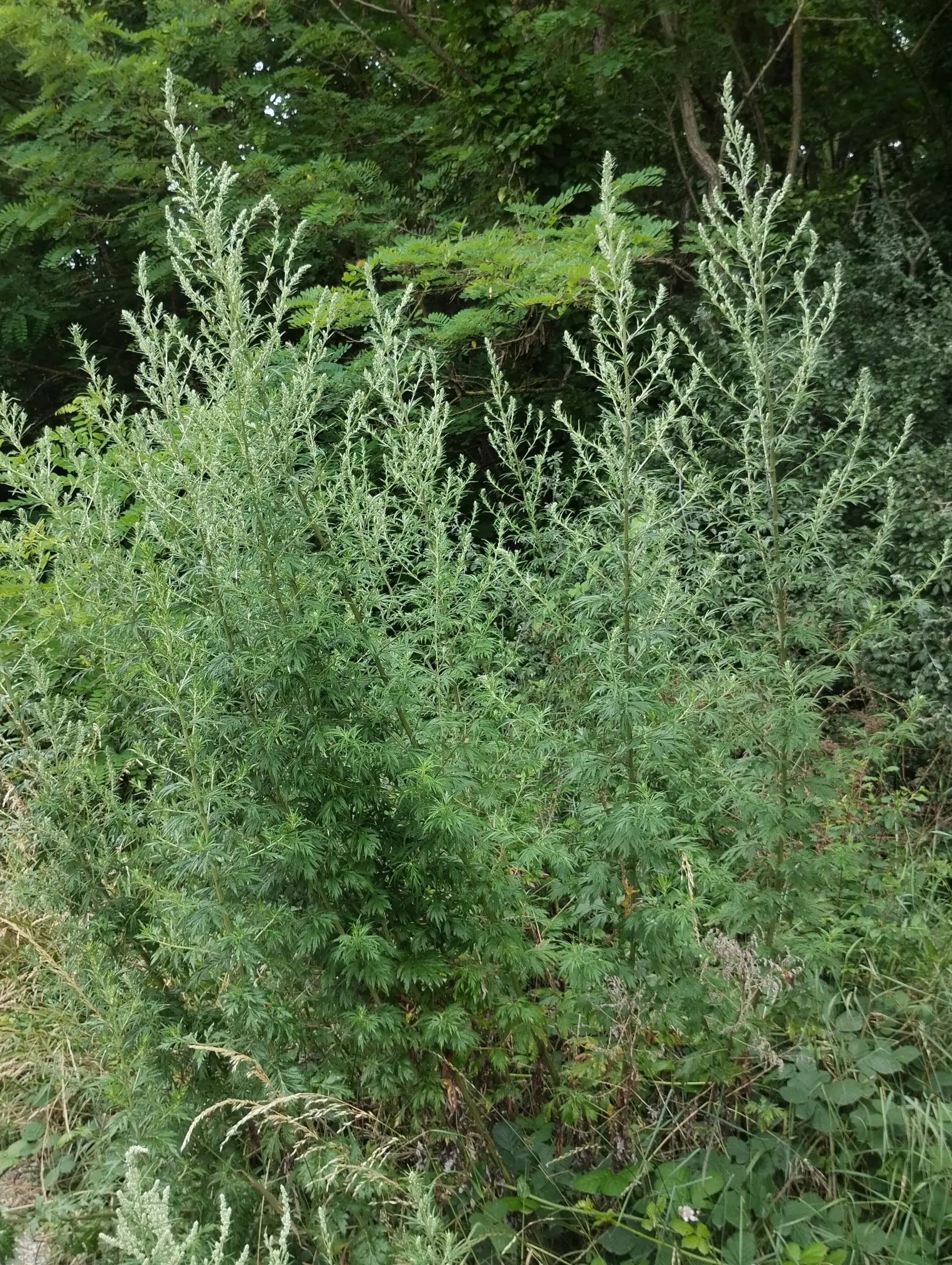 img/artemisia-vulgaris-2.webp