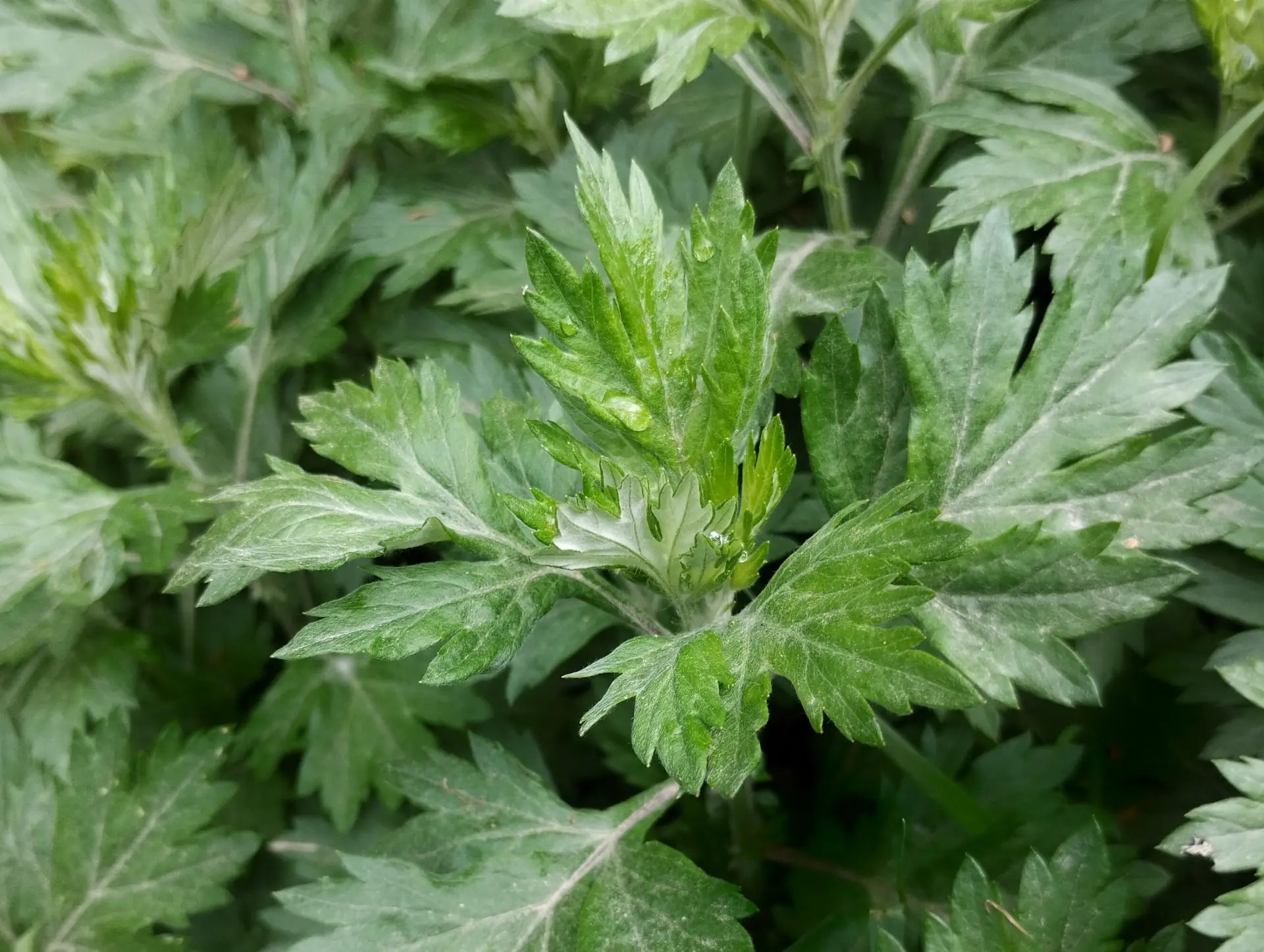 img/artemisia-vulgaris-3.webp
