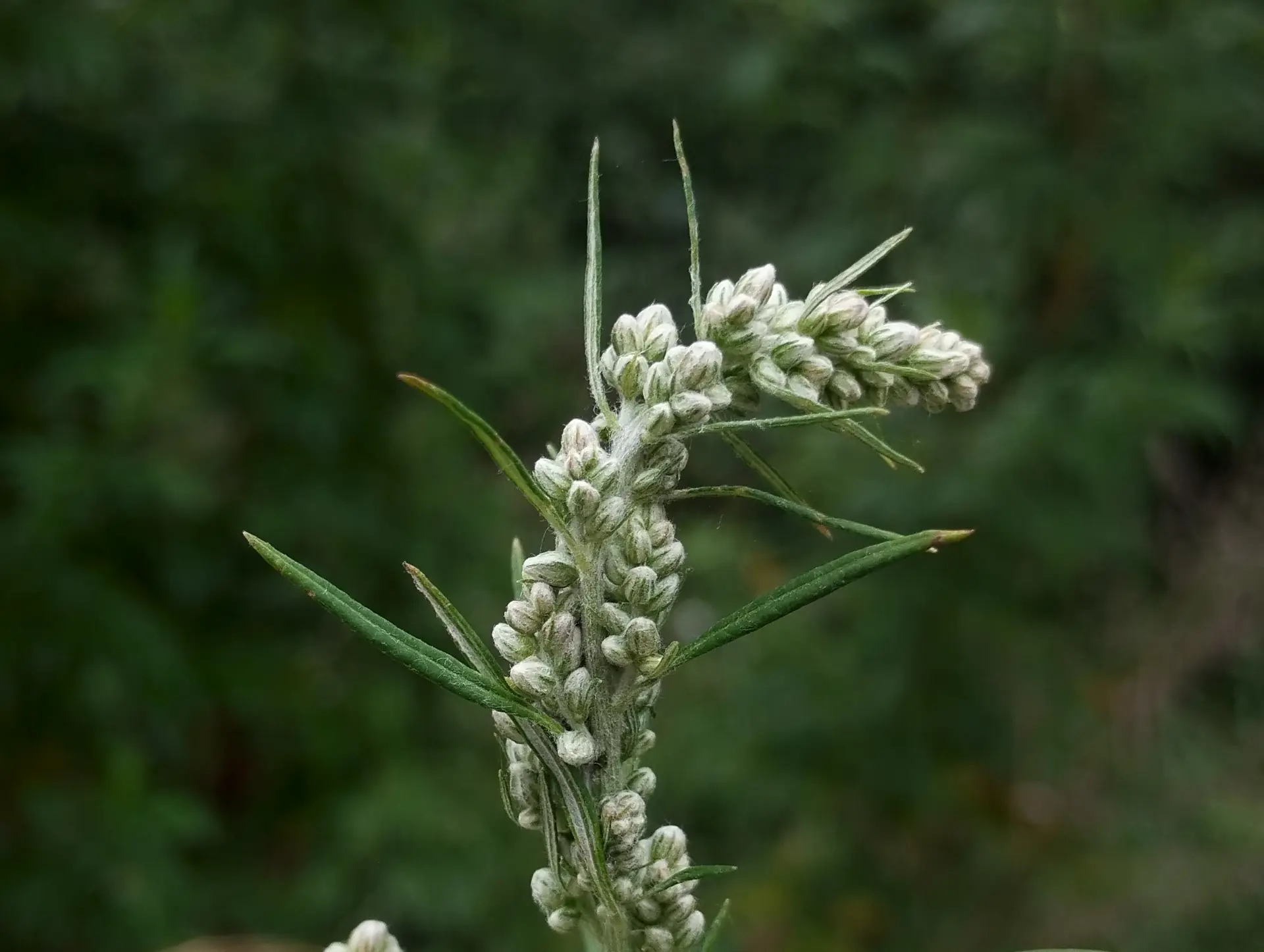 img/artemisia-vulgaris.webp