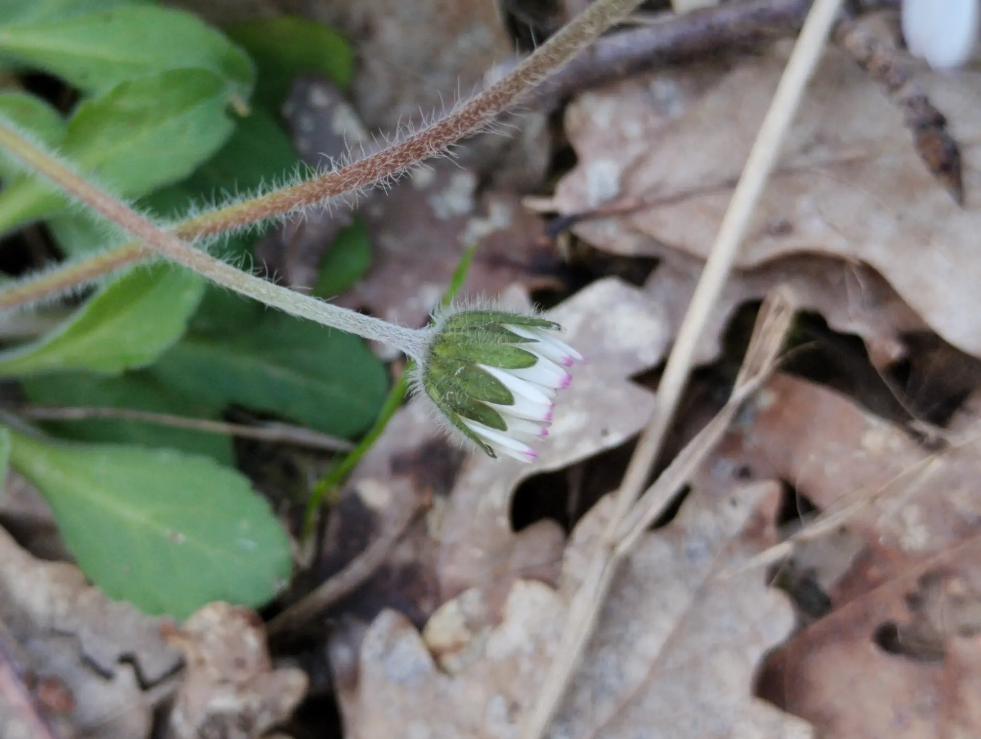 img/bellis-perennis-2.webp