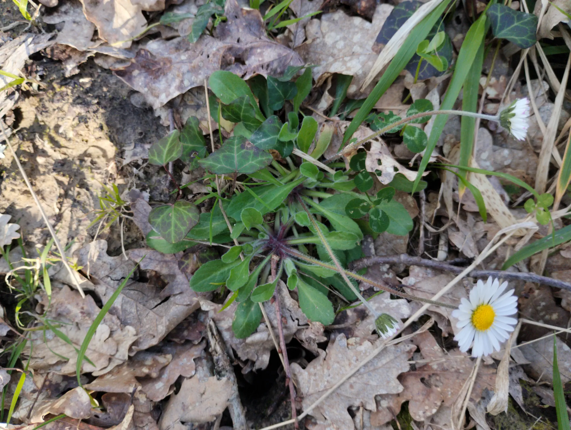 img/bellis-perennis-3.webp