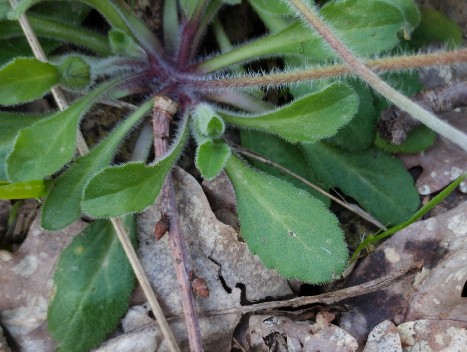 img/bellis-perennis-5.webp