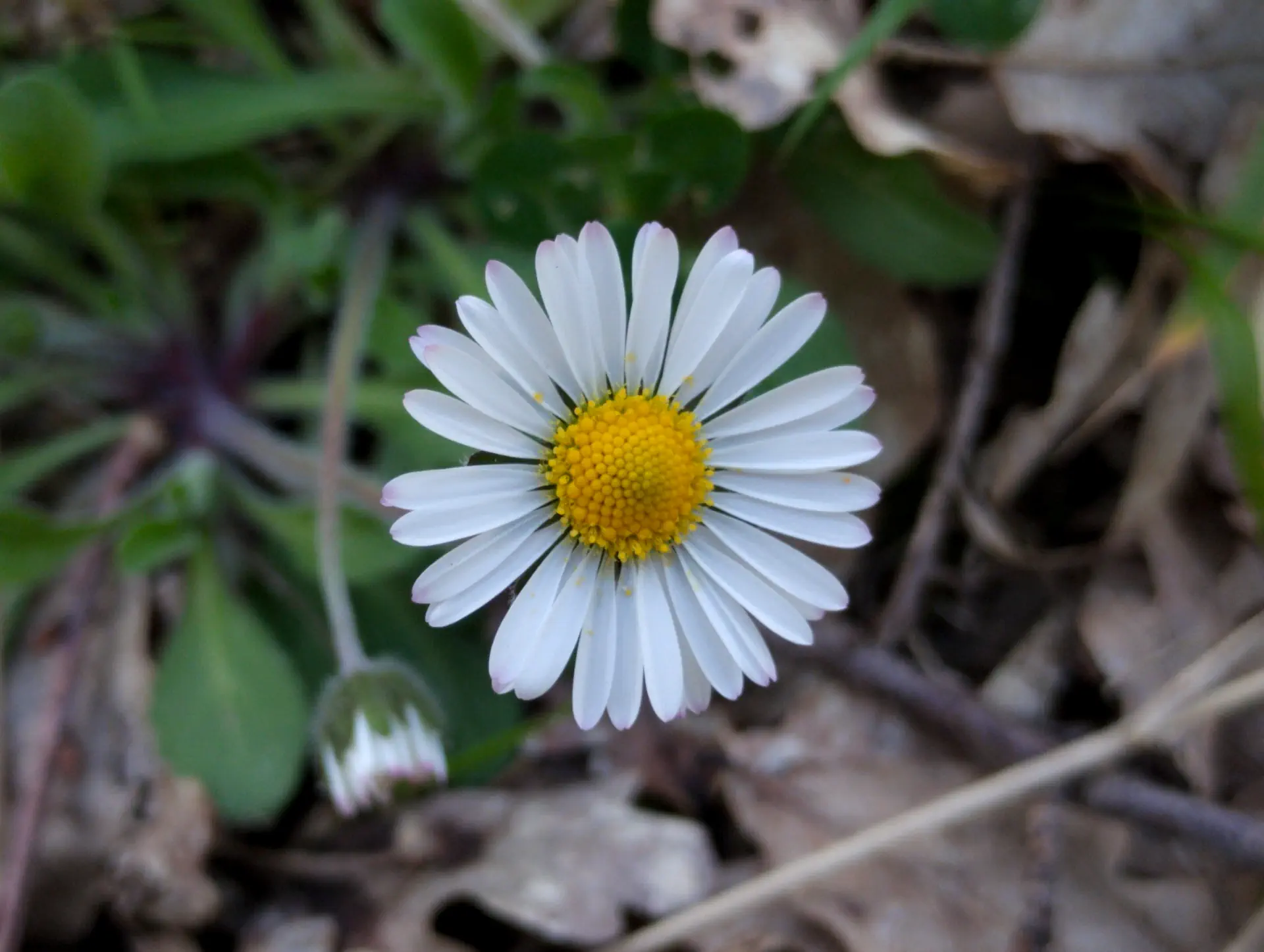 img/bellis-perennis.webp