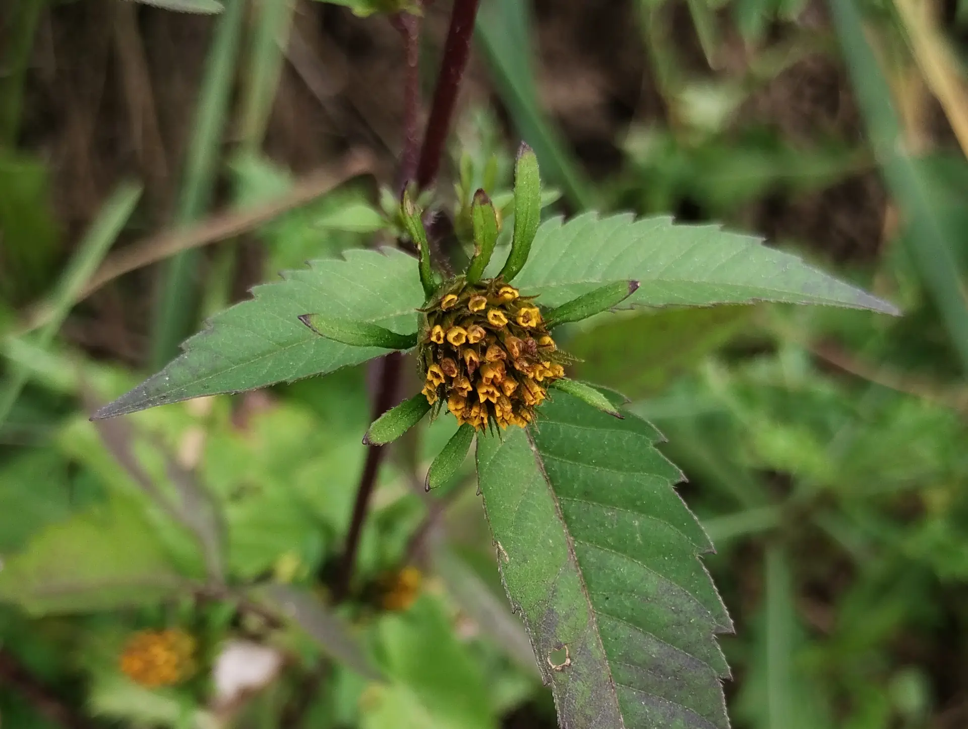 img/bidens-frondosa-2.webp