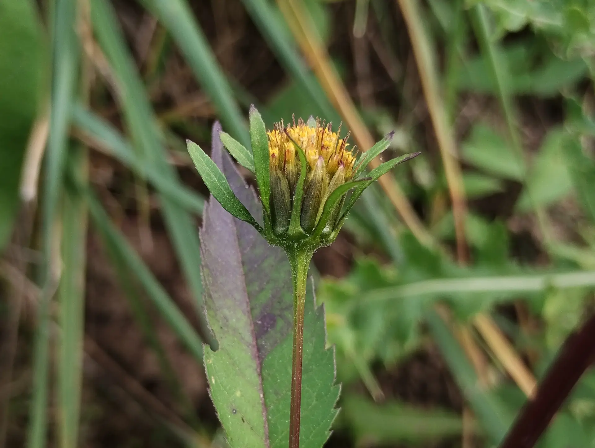 img/bidens-frondosa-3.webp