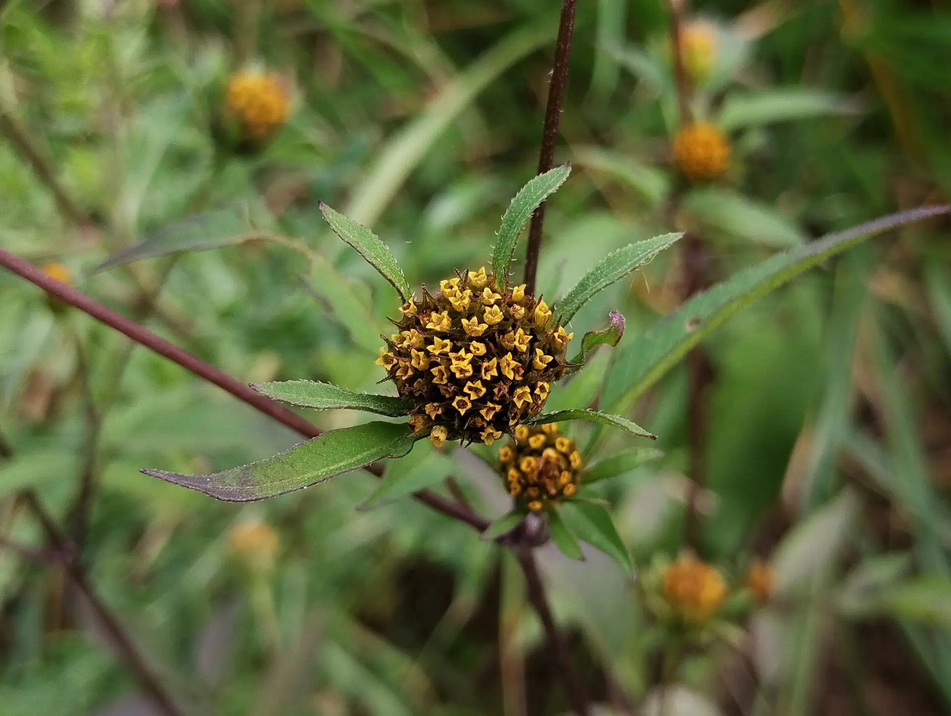 img/bidens-frondosa.webp
