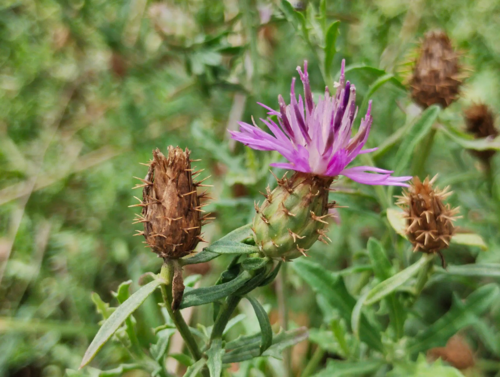 img/centaurea-aspera-aspera-2.webp