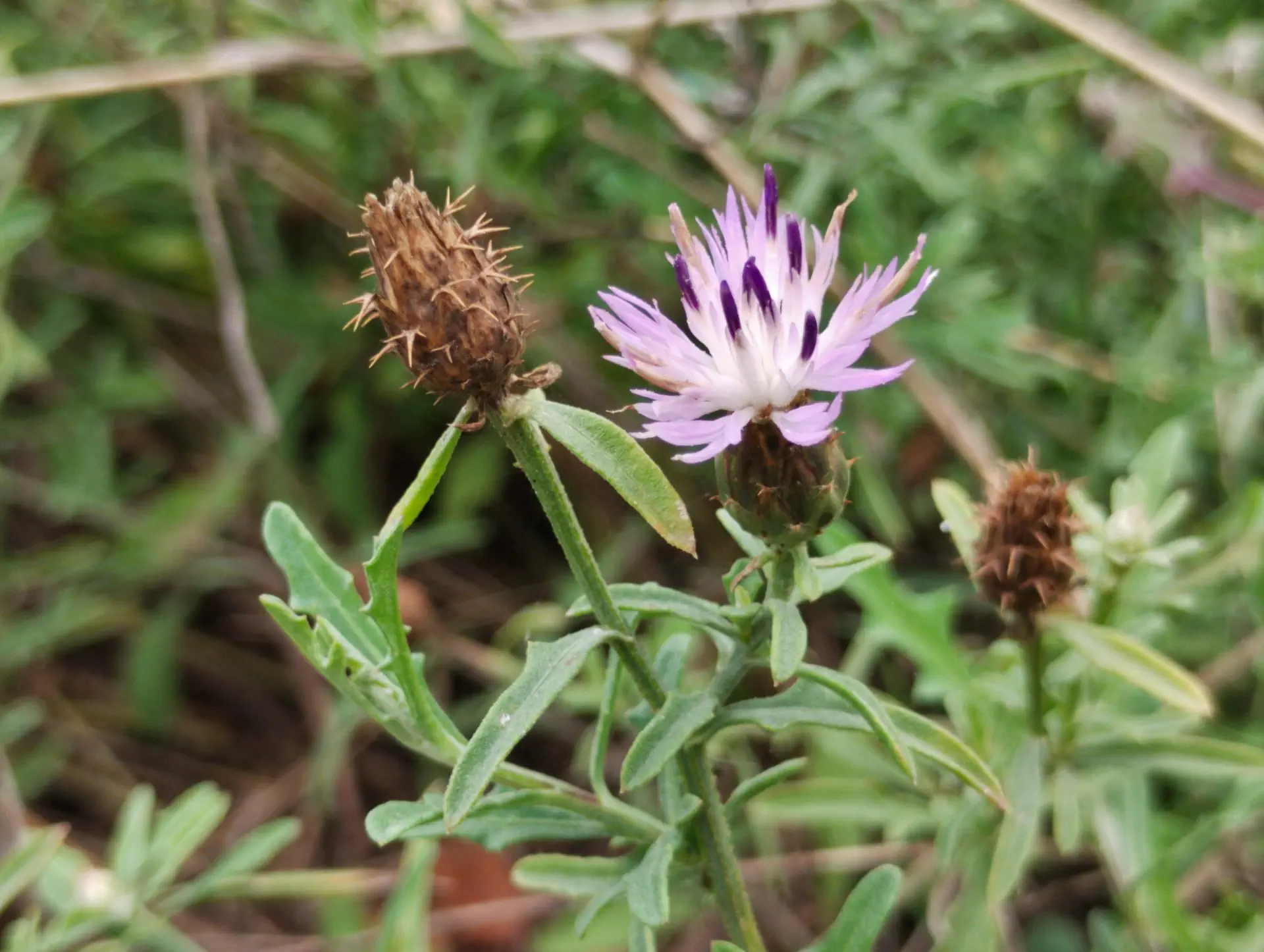 img/centaurea-aspera-aspera-3.webp