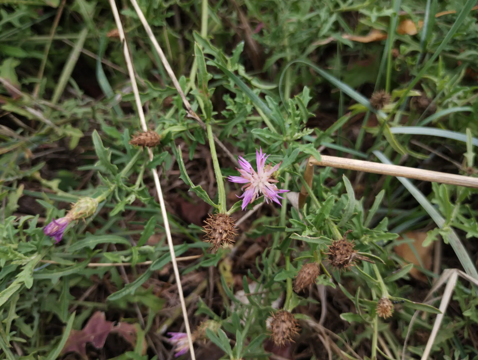 img/centaurea-aspera-aspera-4.webp