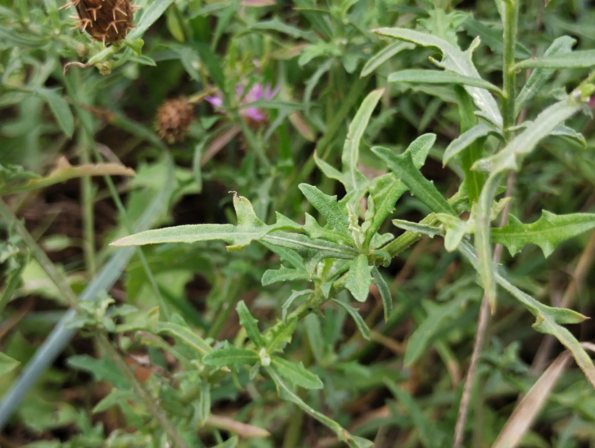 img/centaurea-aspera-aspera-6.webp