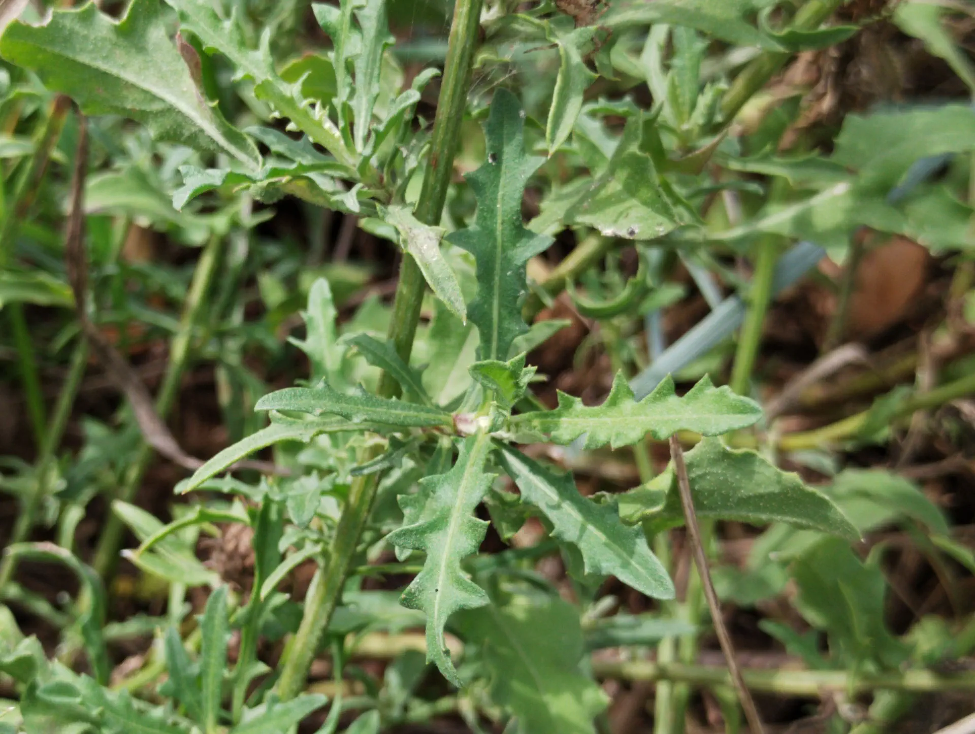img/centaurea-aspera-aspera-7.webp