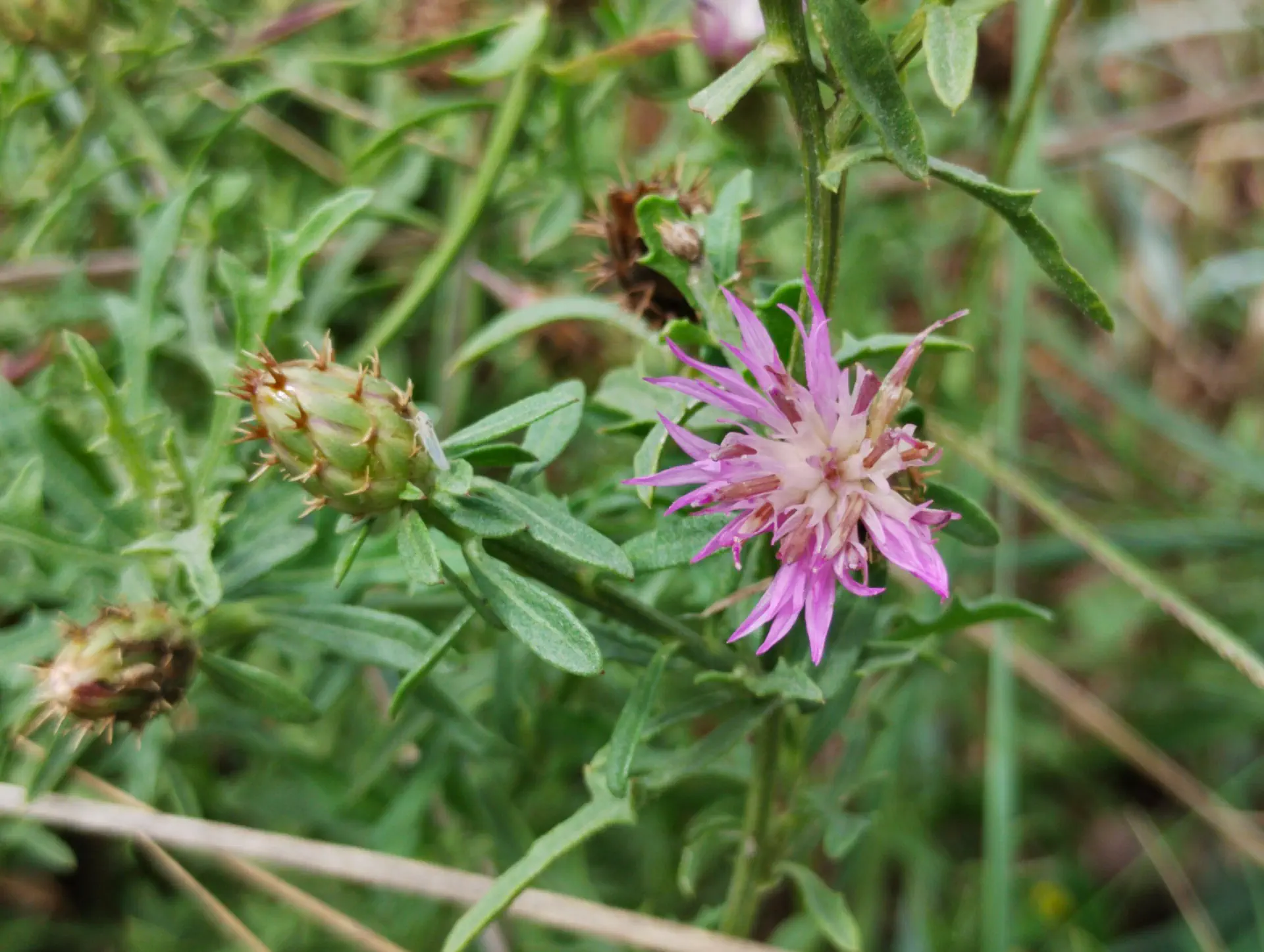 img/centaurea-aspera-aspera.webp