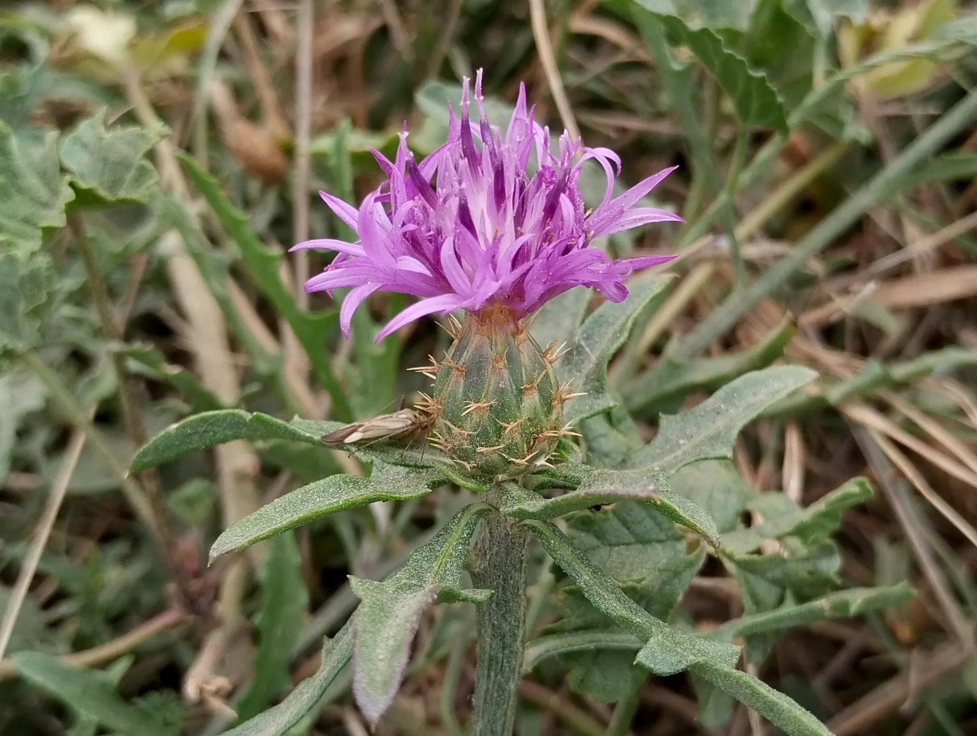 img/centaurea-aspera-2.webp
