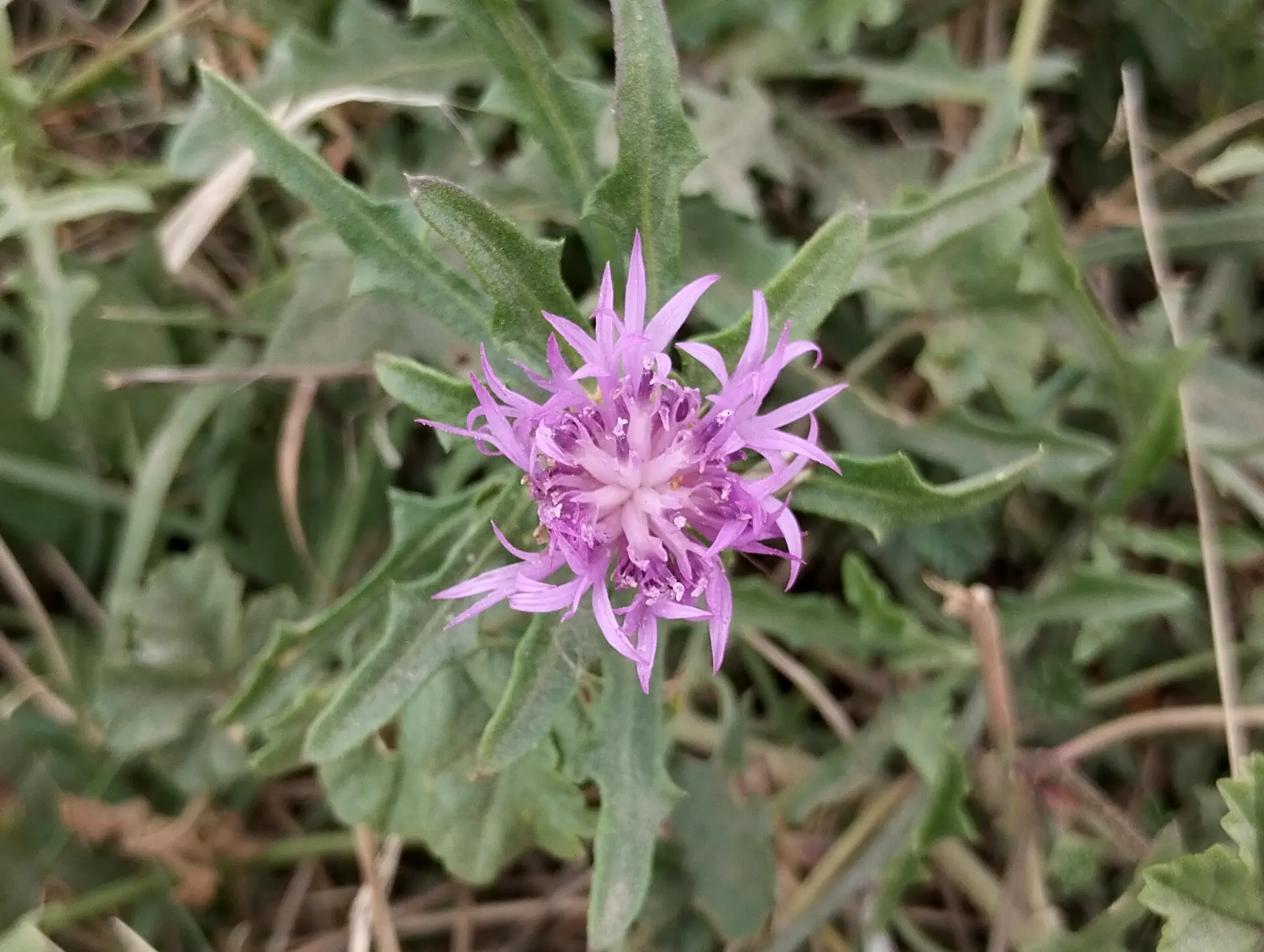 img/centaurea-aspera.webp