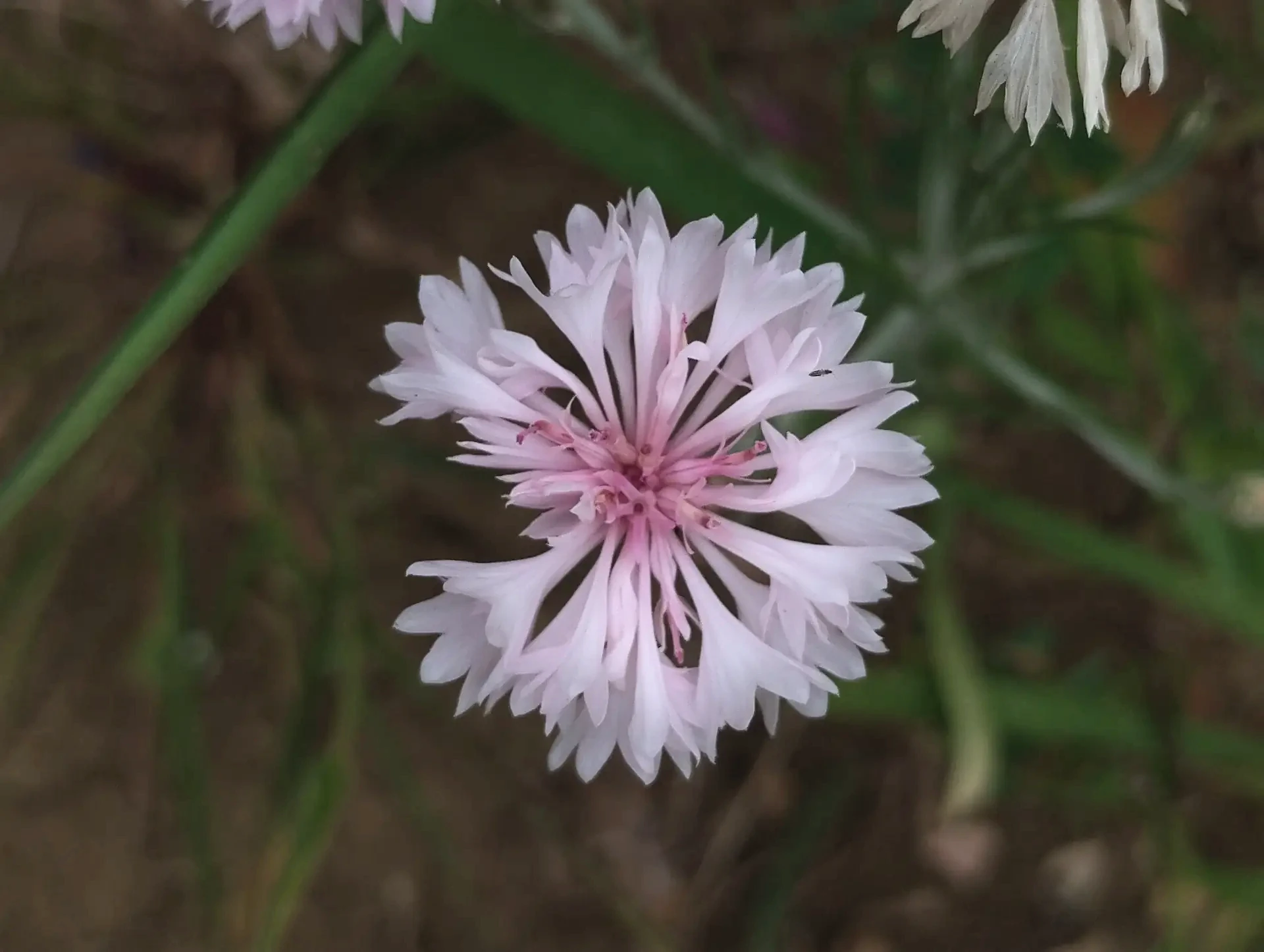 img/centaurea-cyanus-2.webp