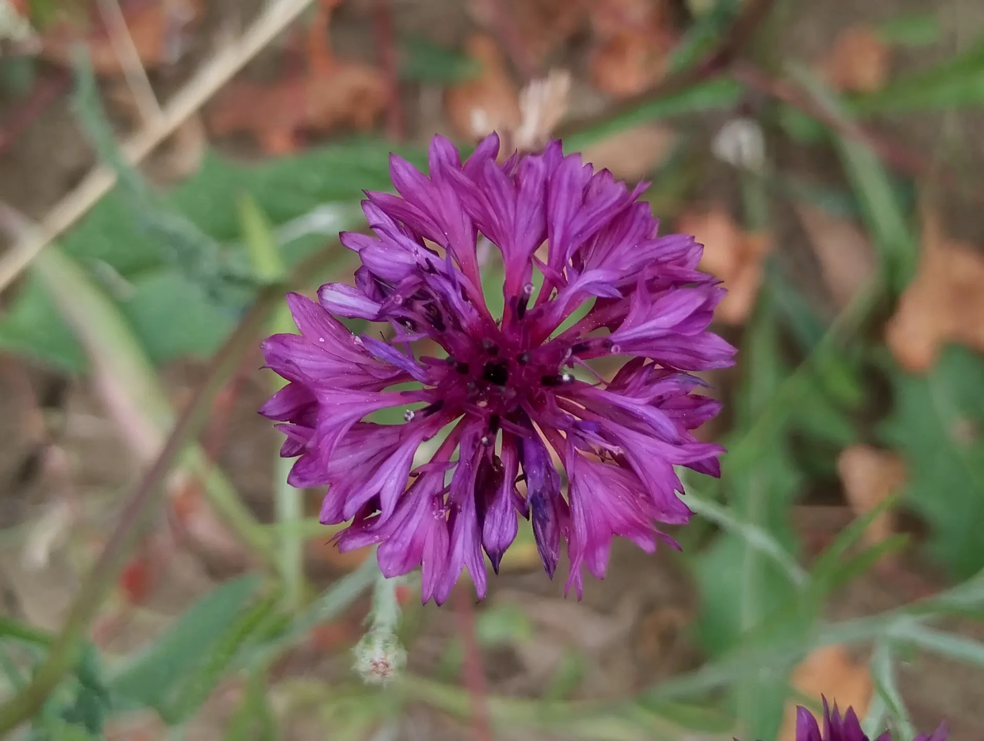 img/centaurea-cyanus-3.webp