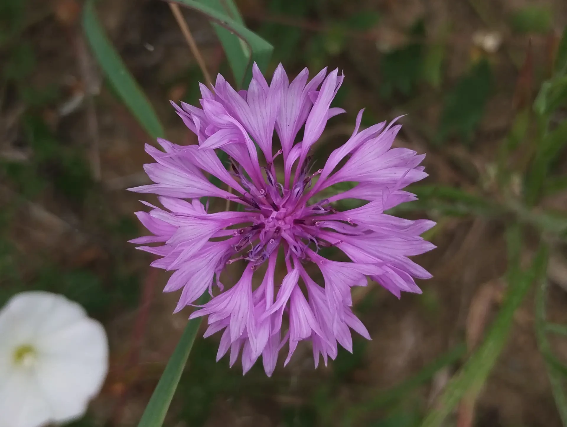 img/centaurea-cyanus-4.webp