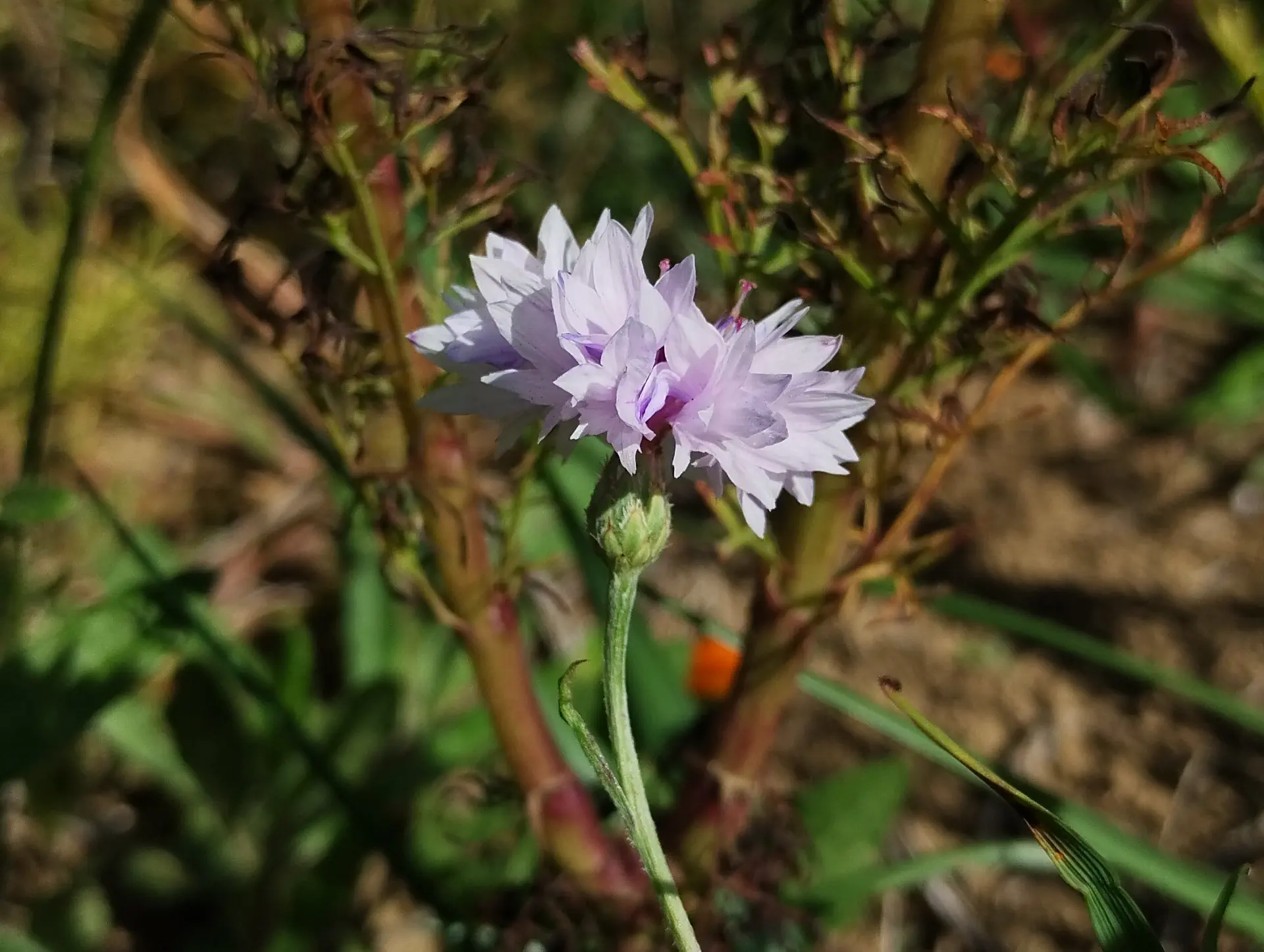 img/centaurea-cyanus-5.webp