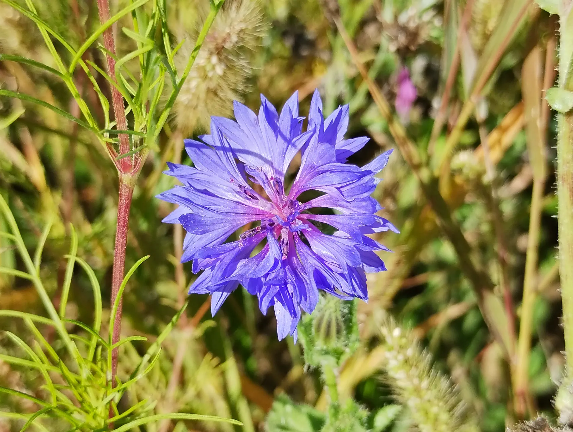 img/centaurea-cyanus-6.webp