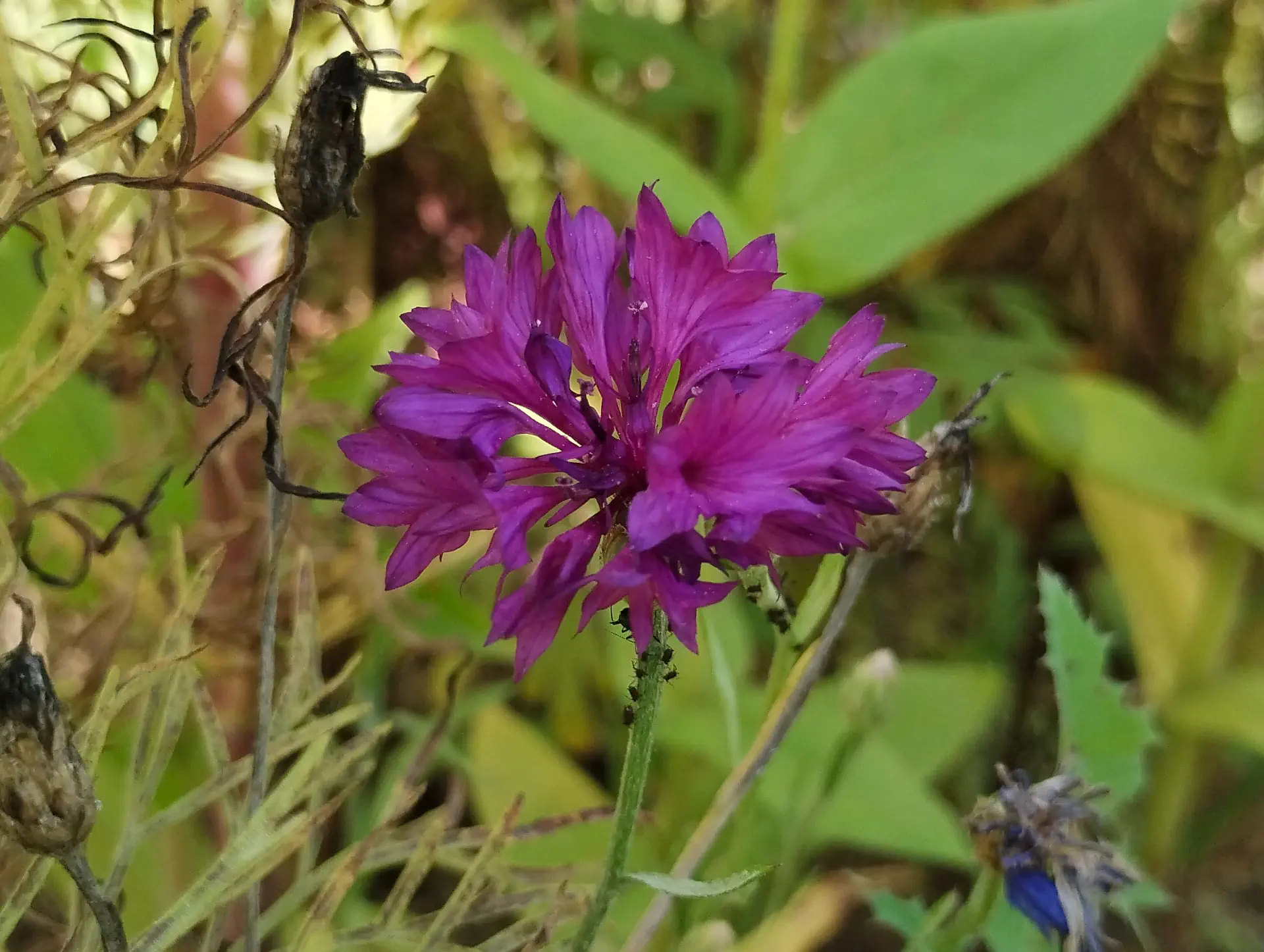 img/centaurea-cyanus-7.webp