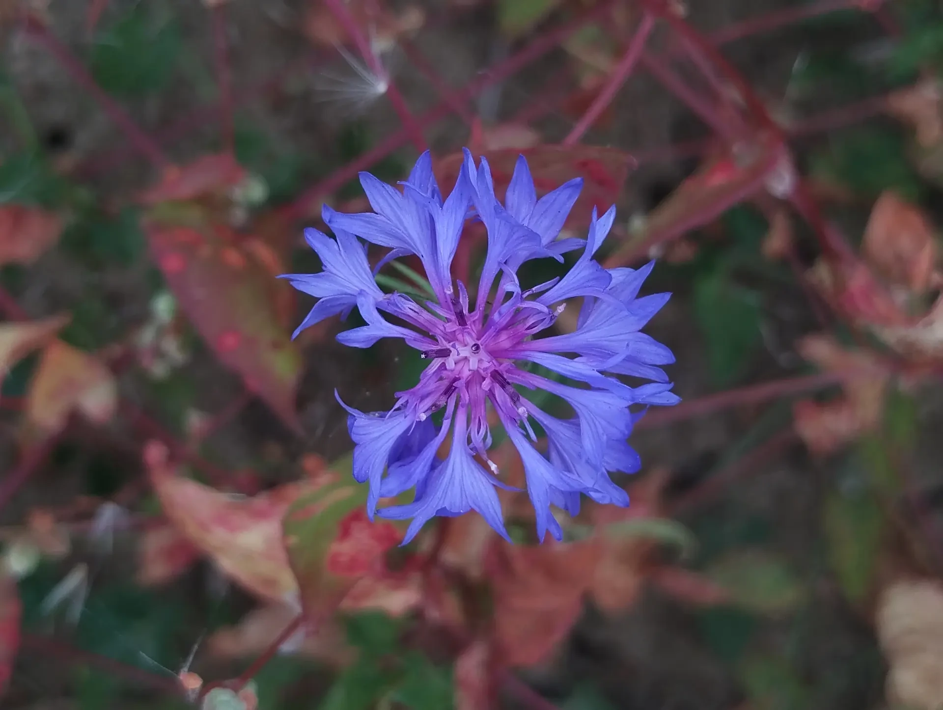img/centaurea-cyanus.webp
