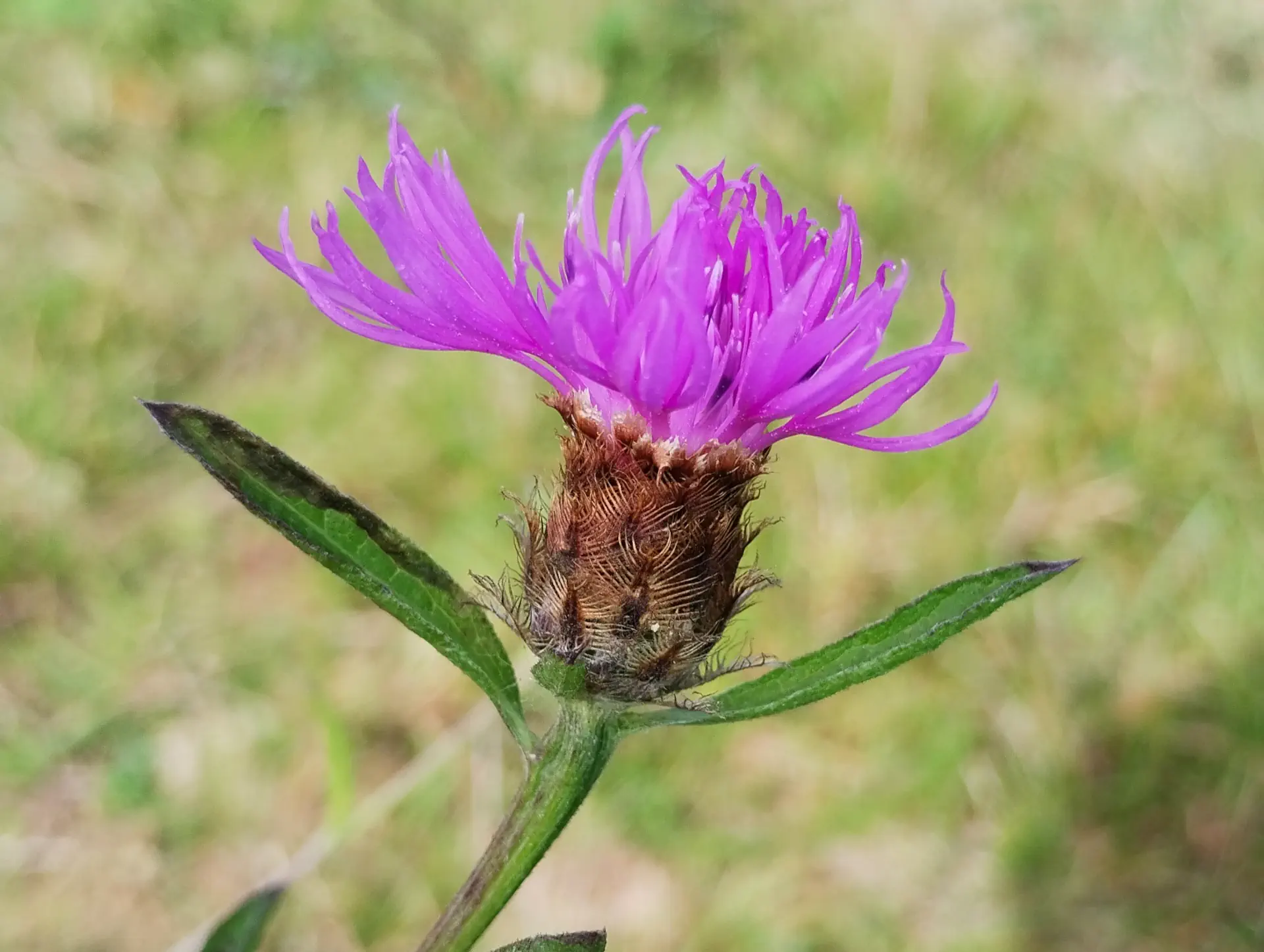 img/centaurea-decipiens-decipiens-2.webp