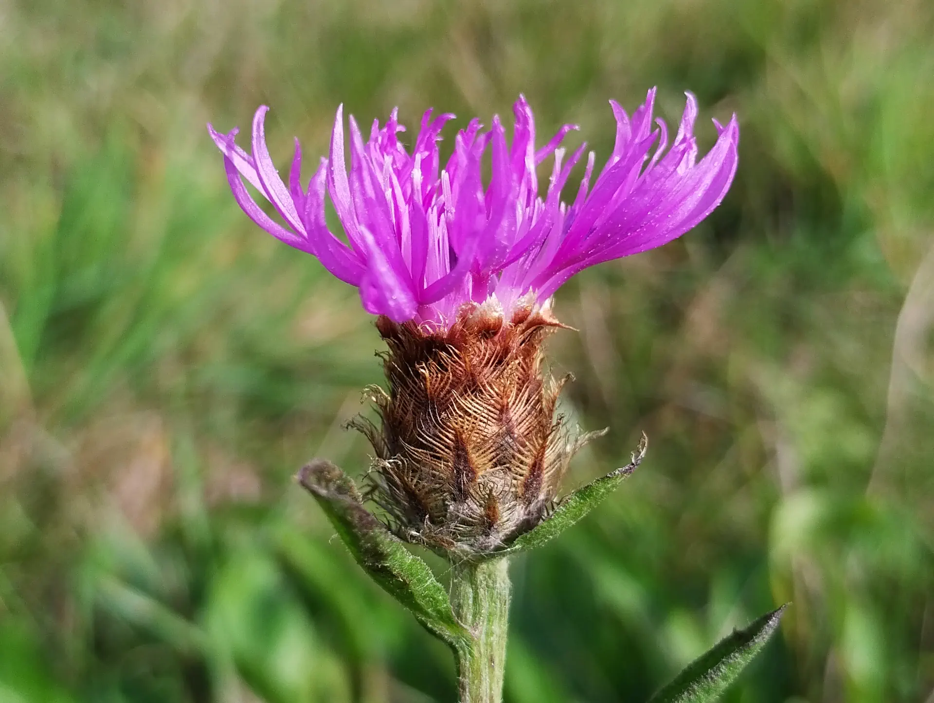 img/centaurea-decipiens-decipiens-3.webp