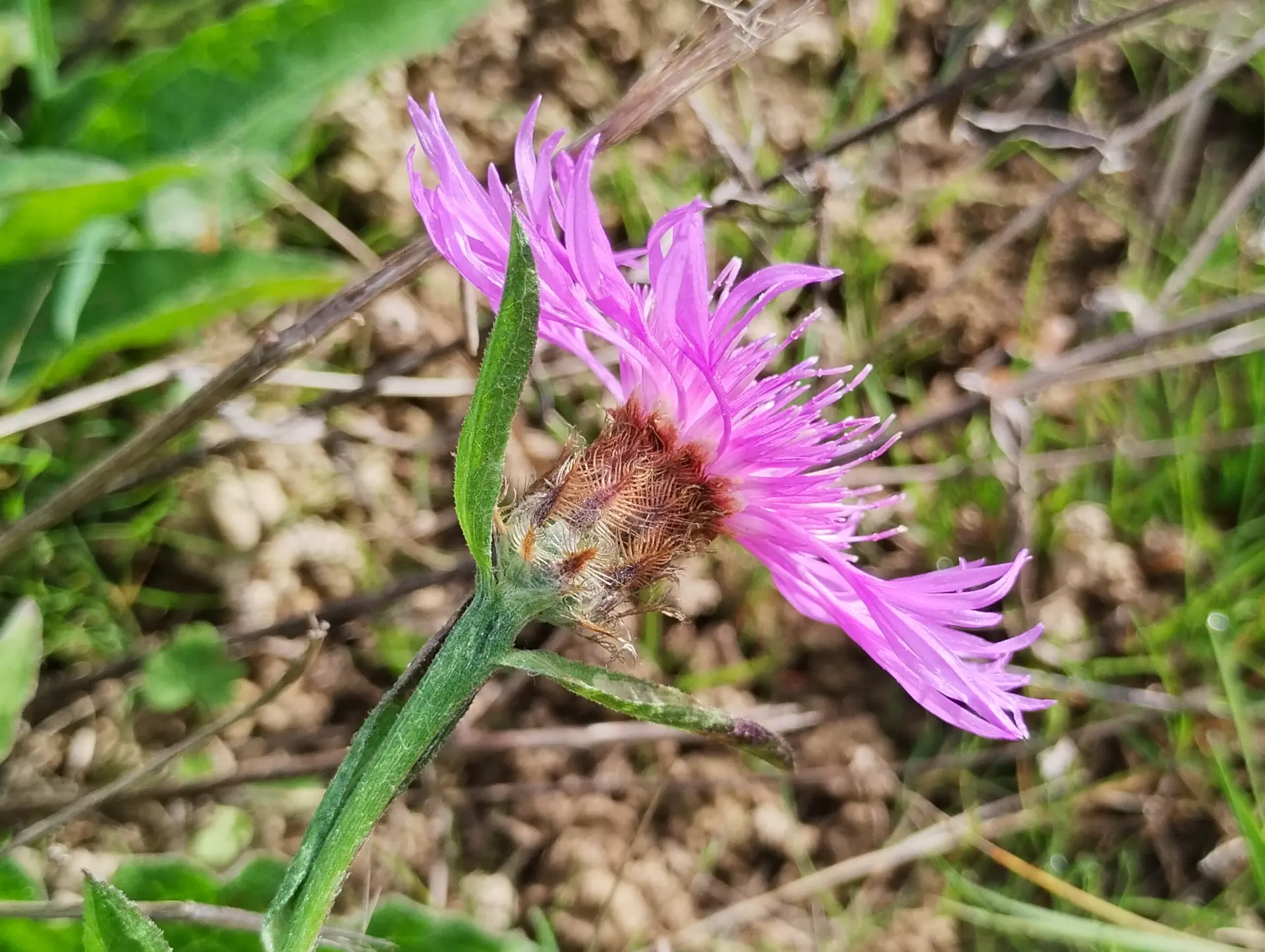 img/centaurea-decipiens-decipiens-4.webp