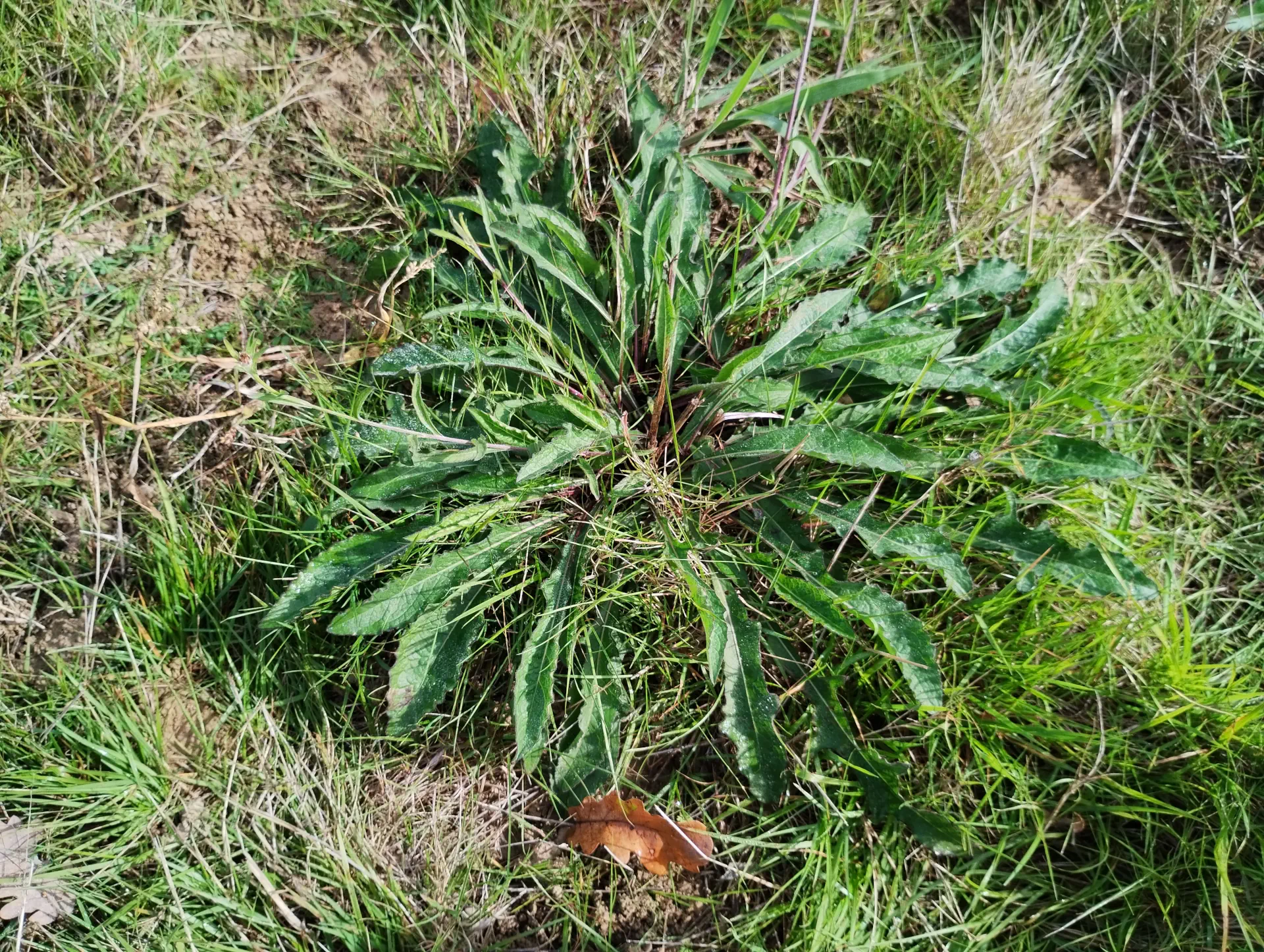 img/centaurea-decipiens-decipiens-5.webp