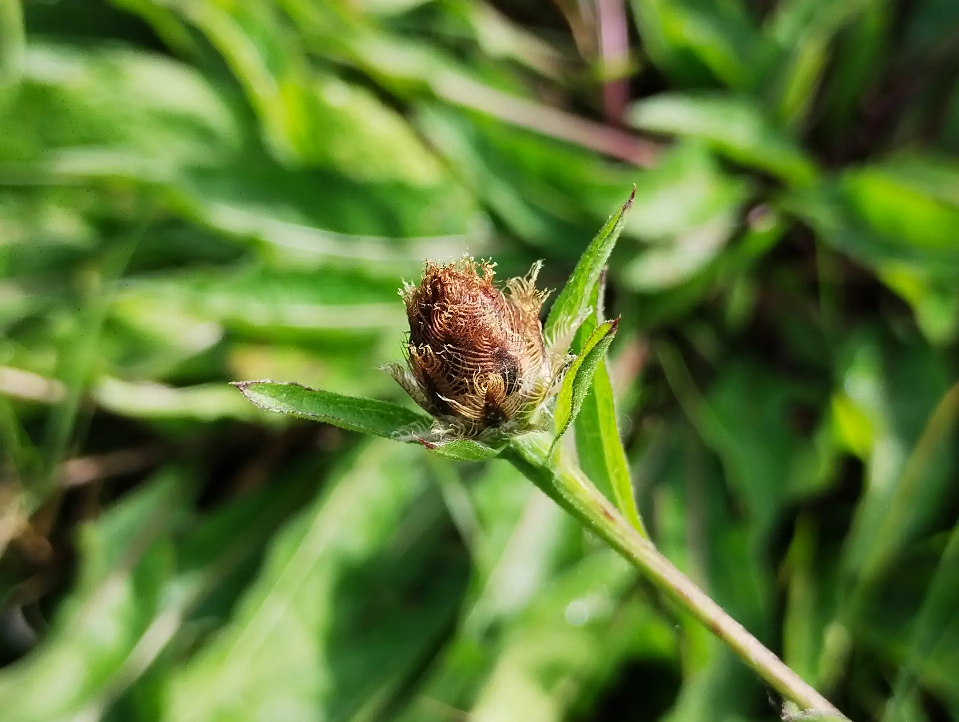 img/centaurea-decipiens-decipiens-7.webp