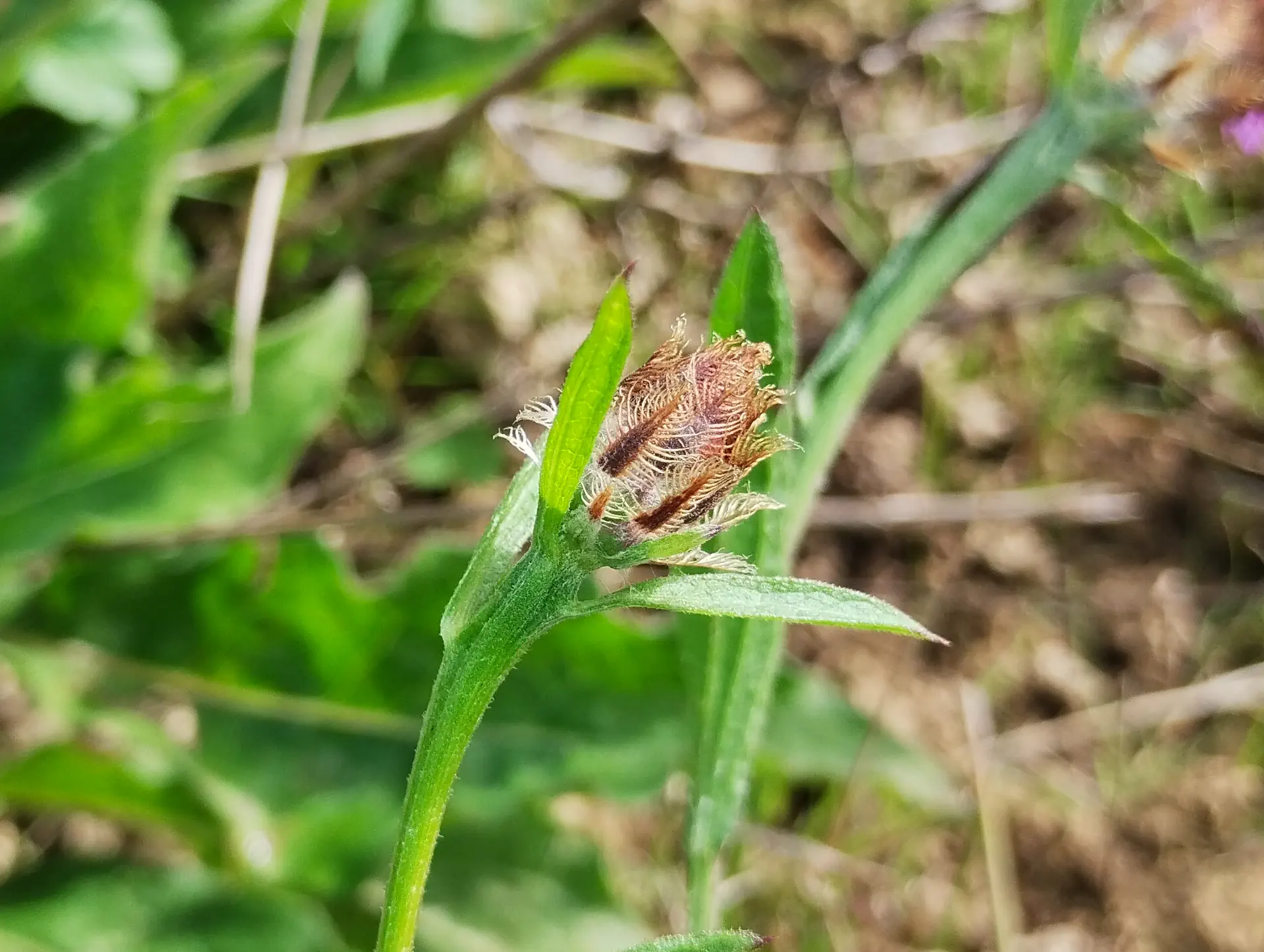 img/centaurea-decipiens-decipiens-8.webp