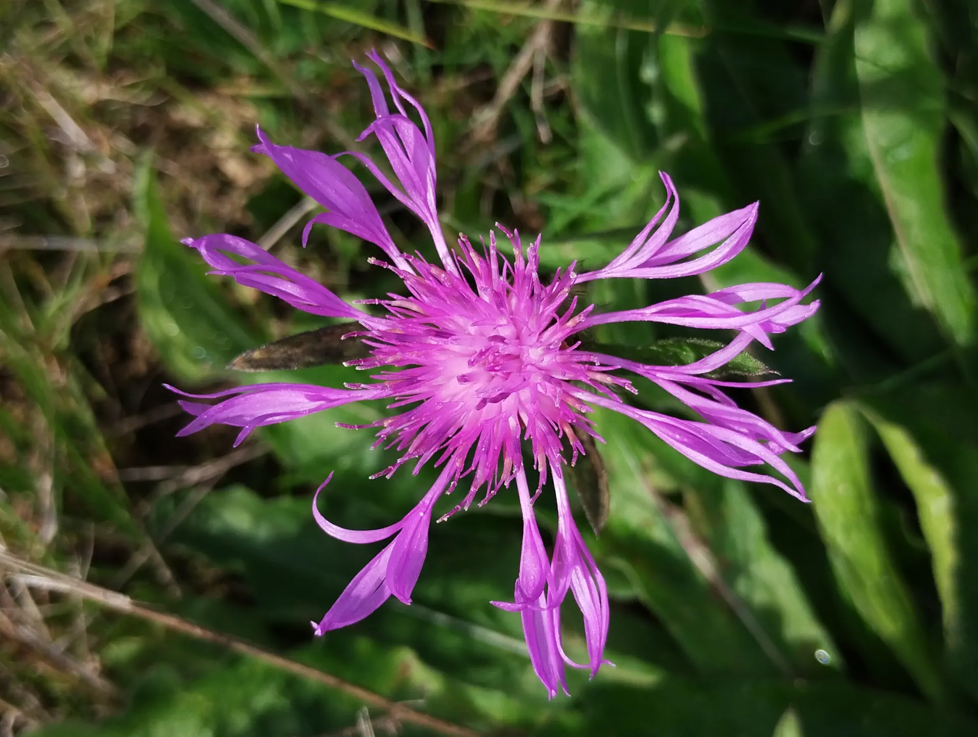 img/centaurea-decipiens-decipiens.webp