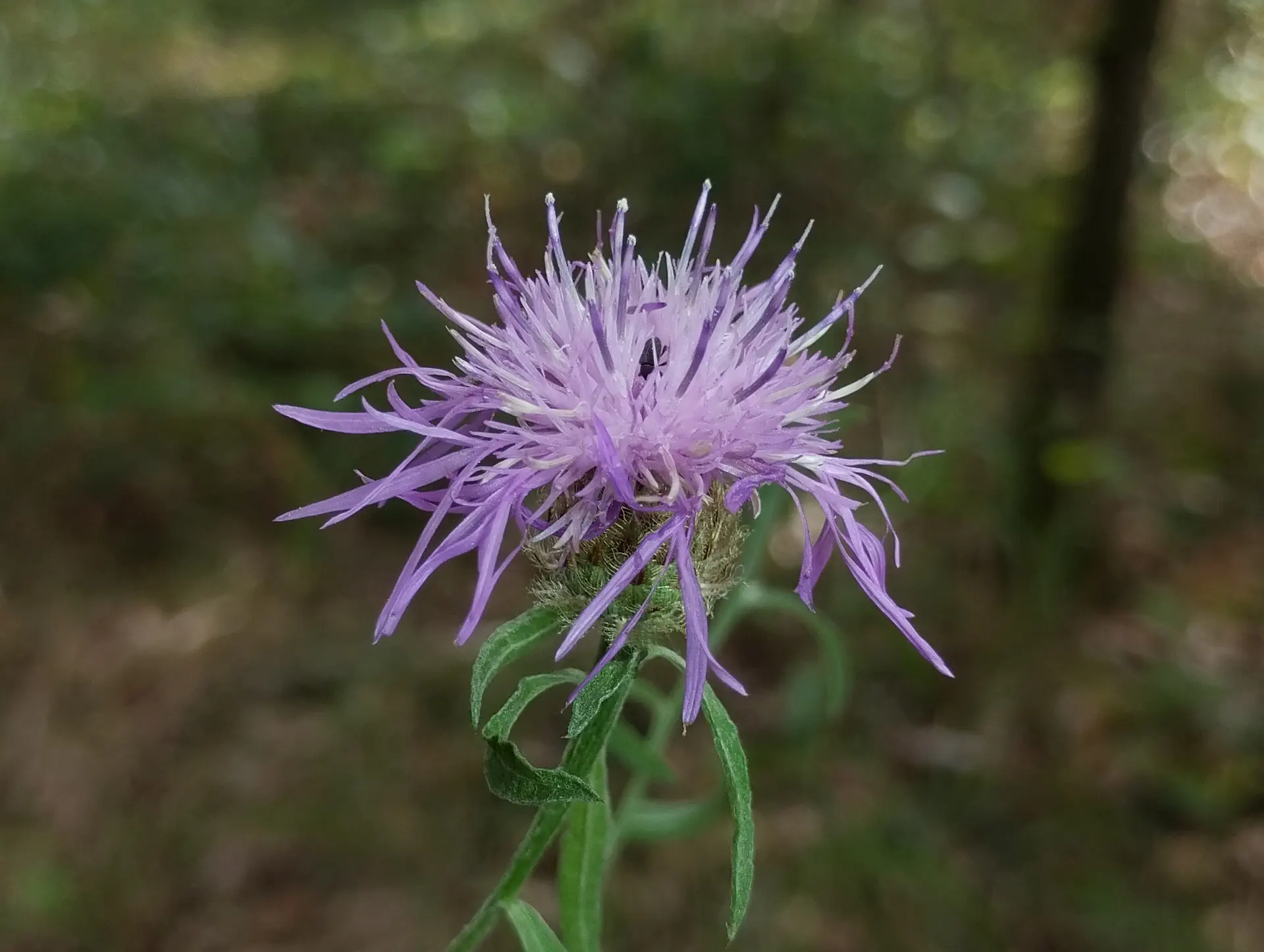 img/centaurea-decipiens-microptilon-2.webp