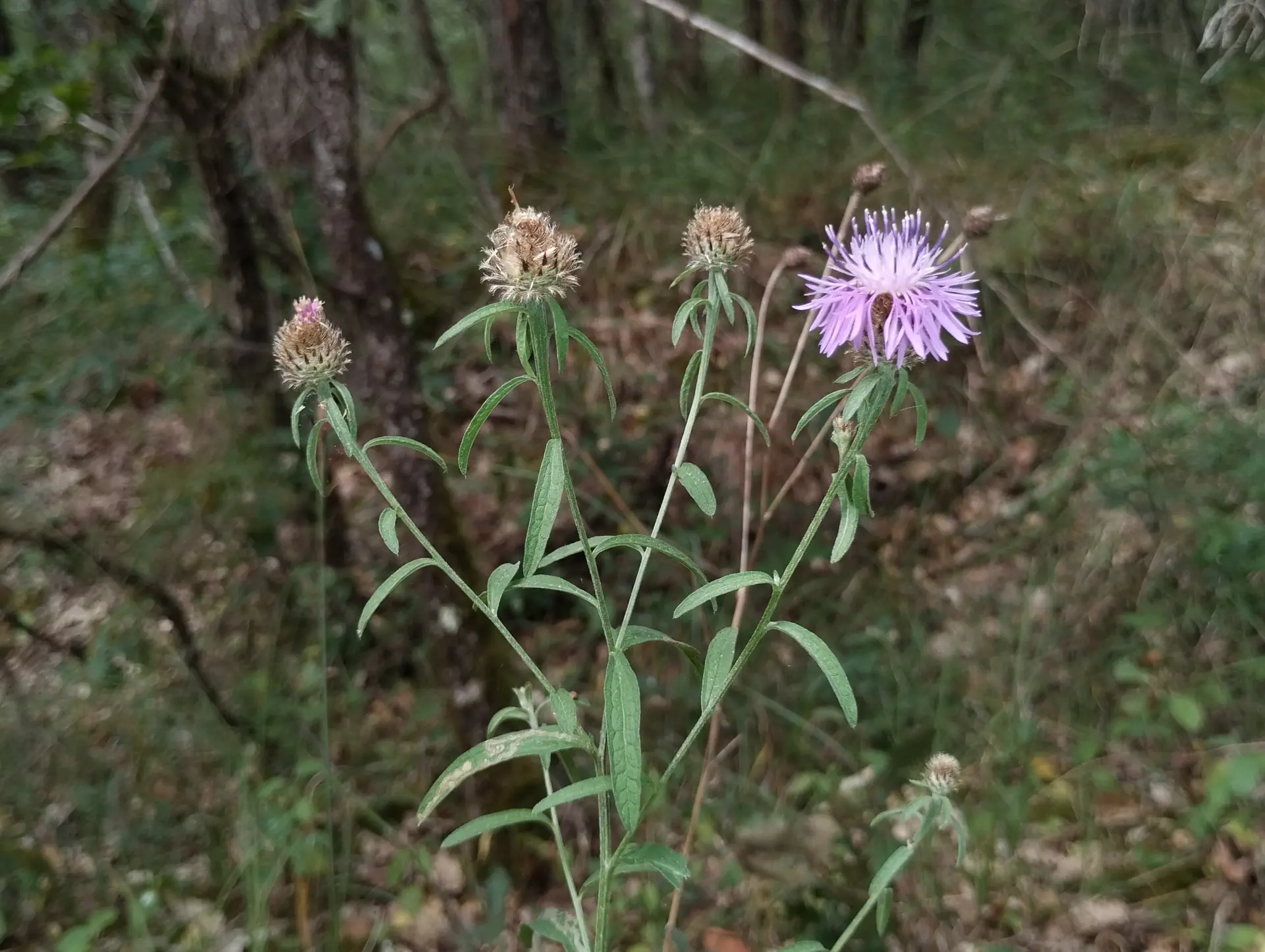 img/centaurea-decipiens-microptilon-3.webp