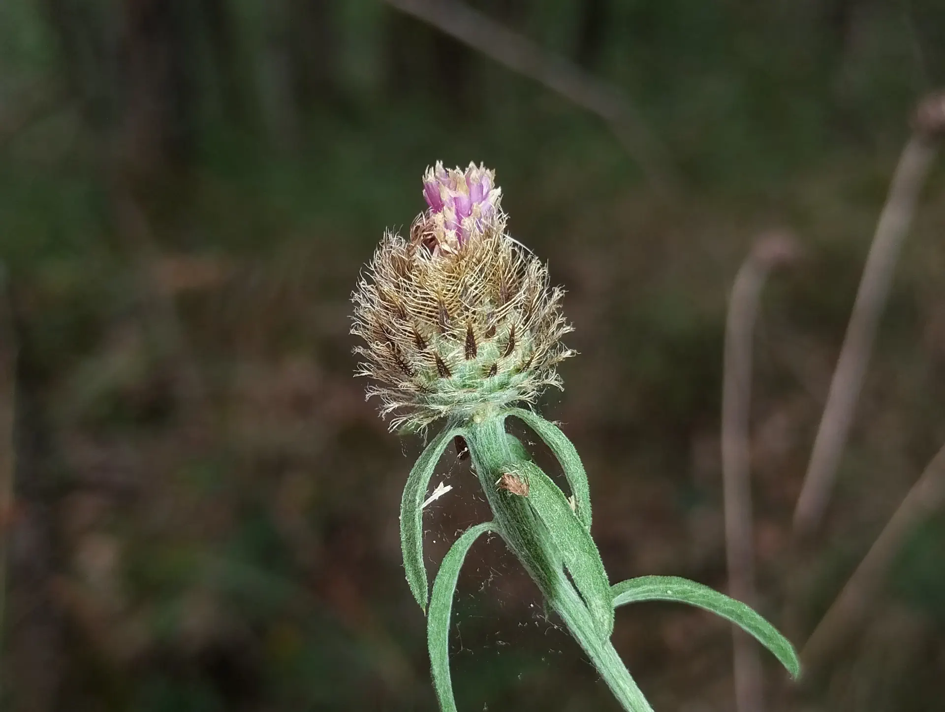img/centaurea-decipiens-microptilon-5.webp