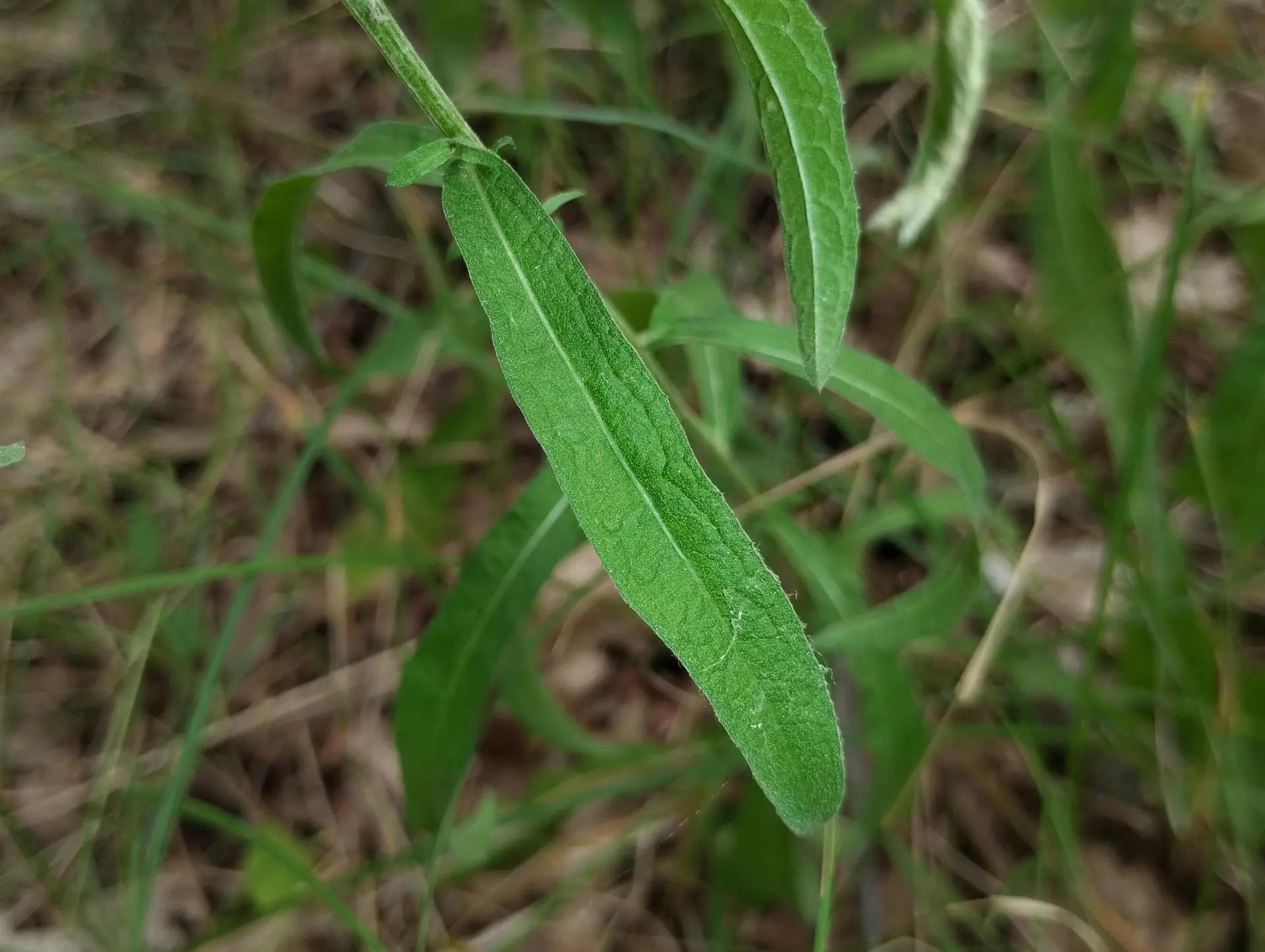 img/centaurea-decipiens-microptilon-6.webp