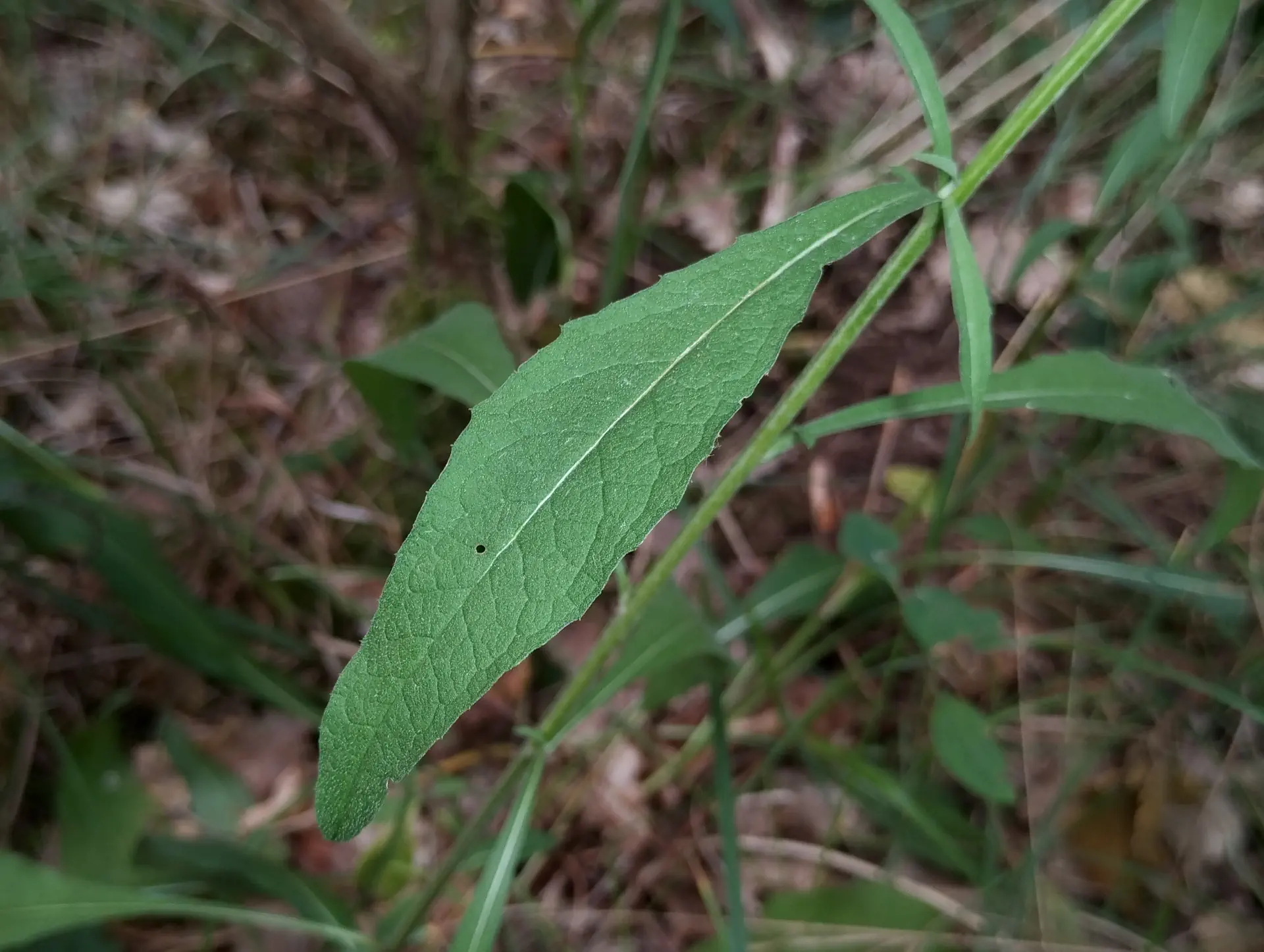 img/centaurea-decipiens-microptilon-7.webp
