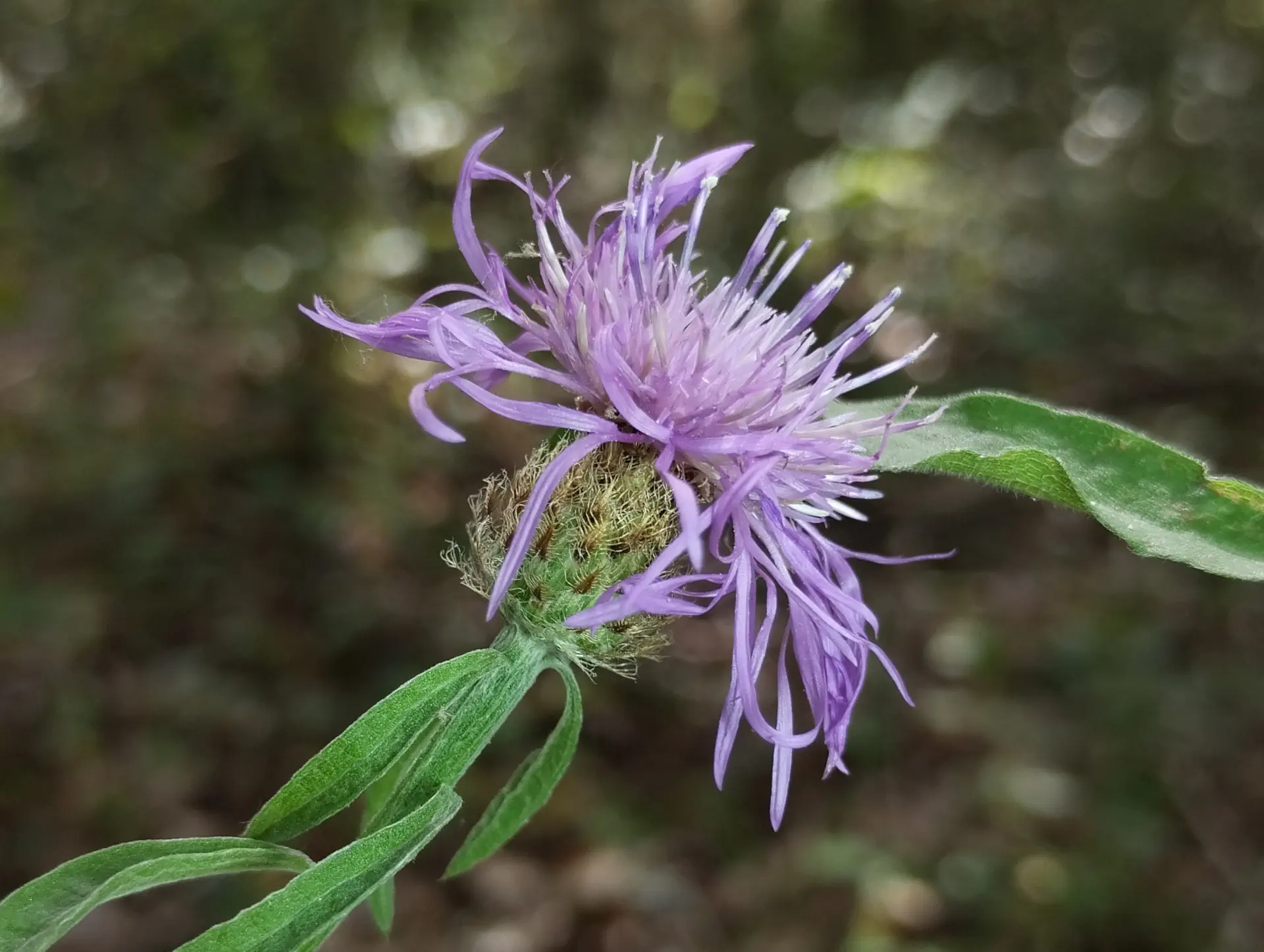 img/centaurea-decipiens-microptilon.webp