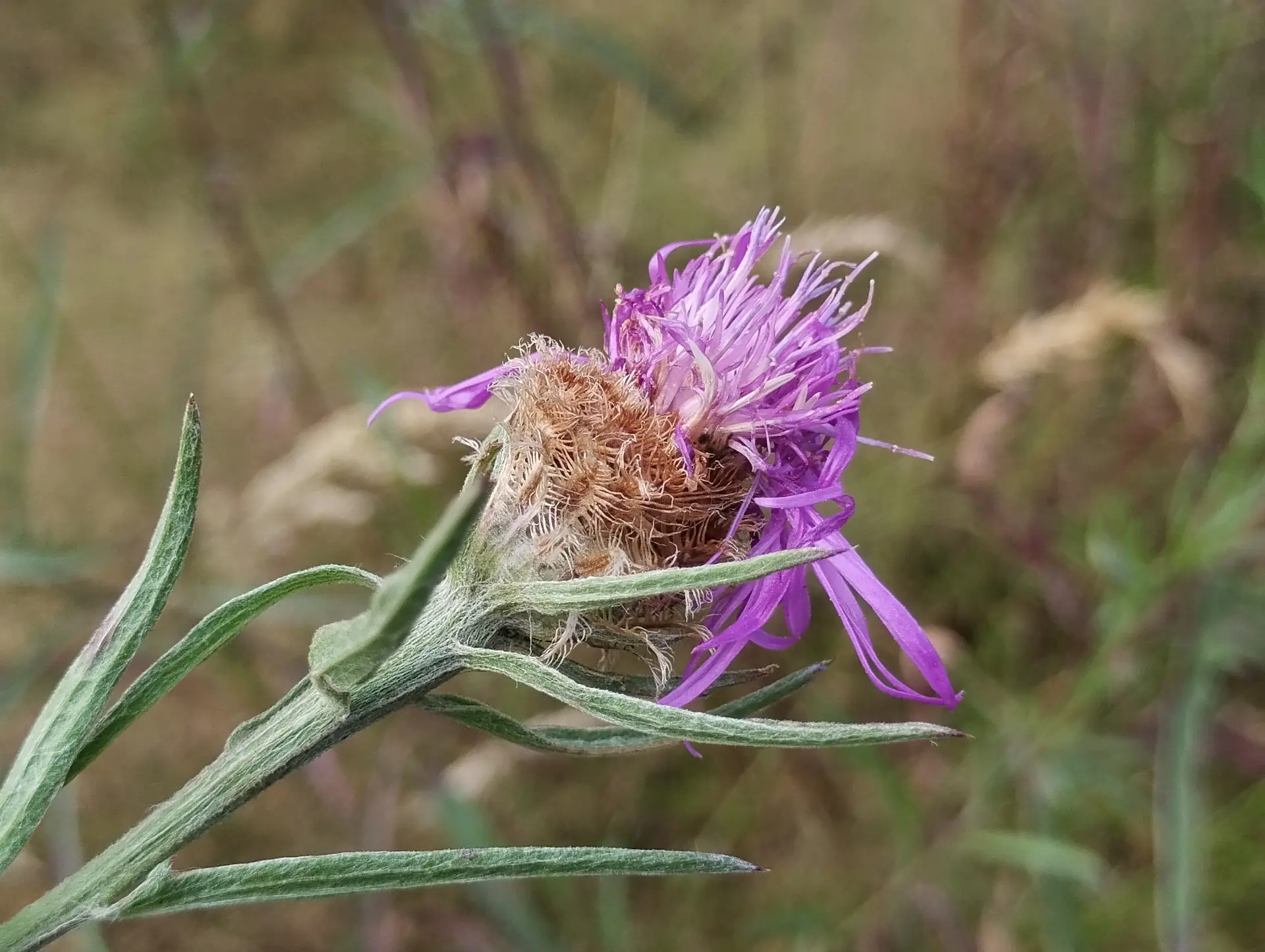 img/centaurea-decipiens-2.webp