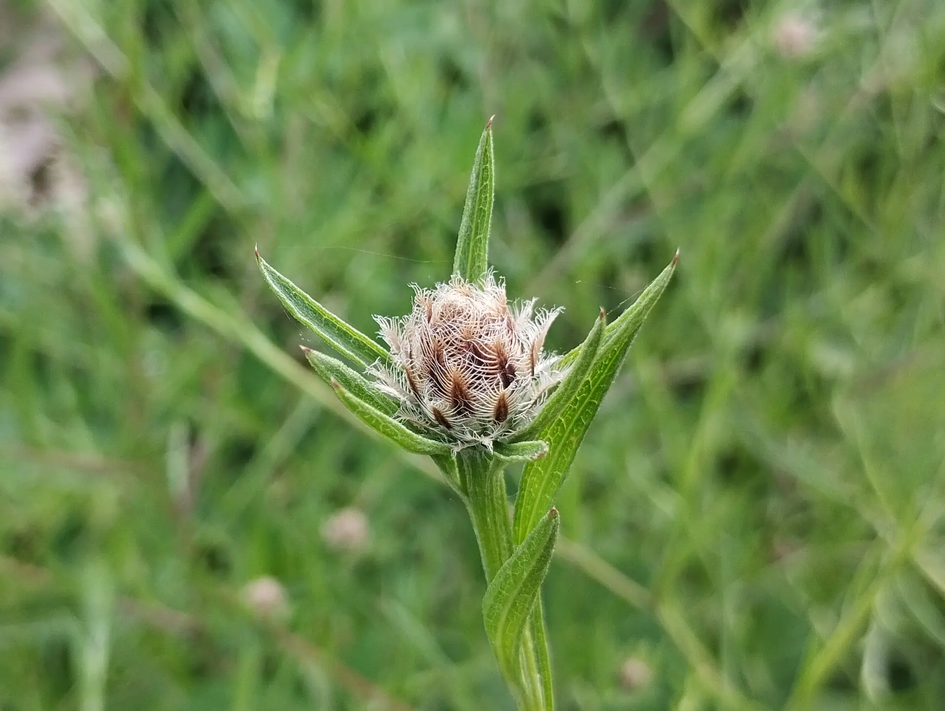 img/centaurea-decipiens-4.webp