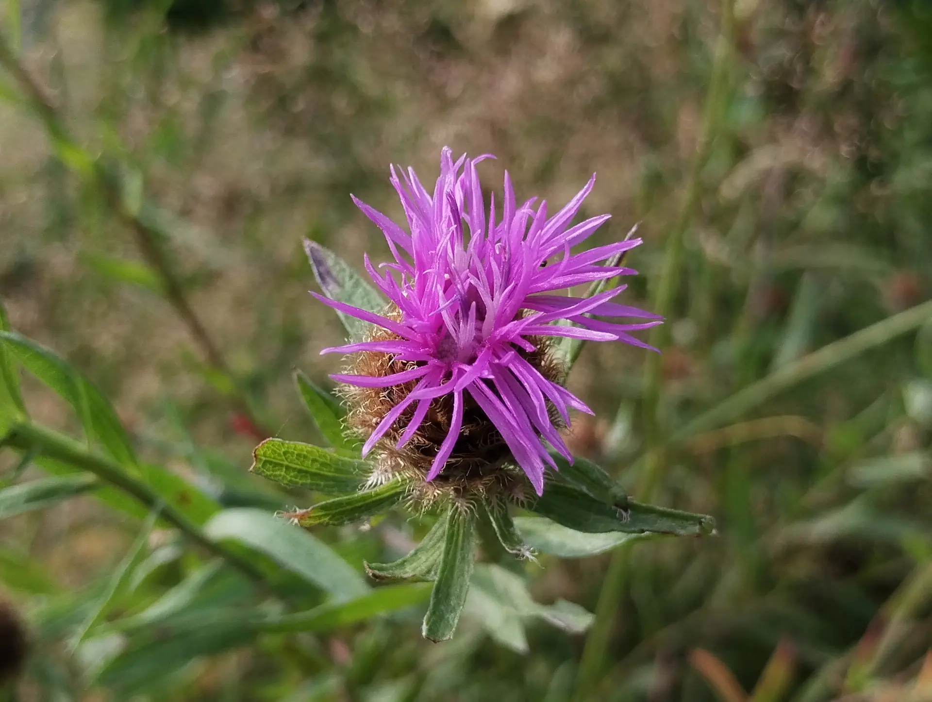 img/centaurea-decipiens.webp