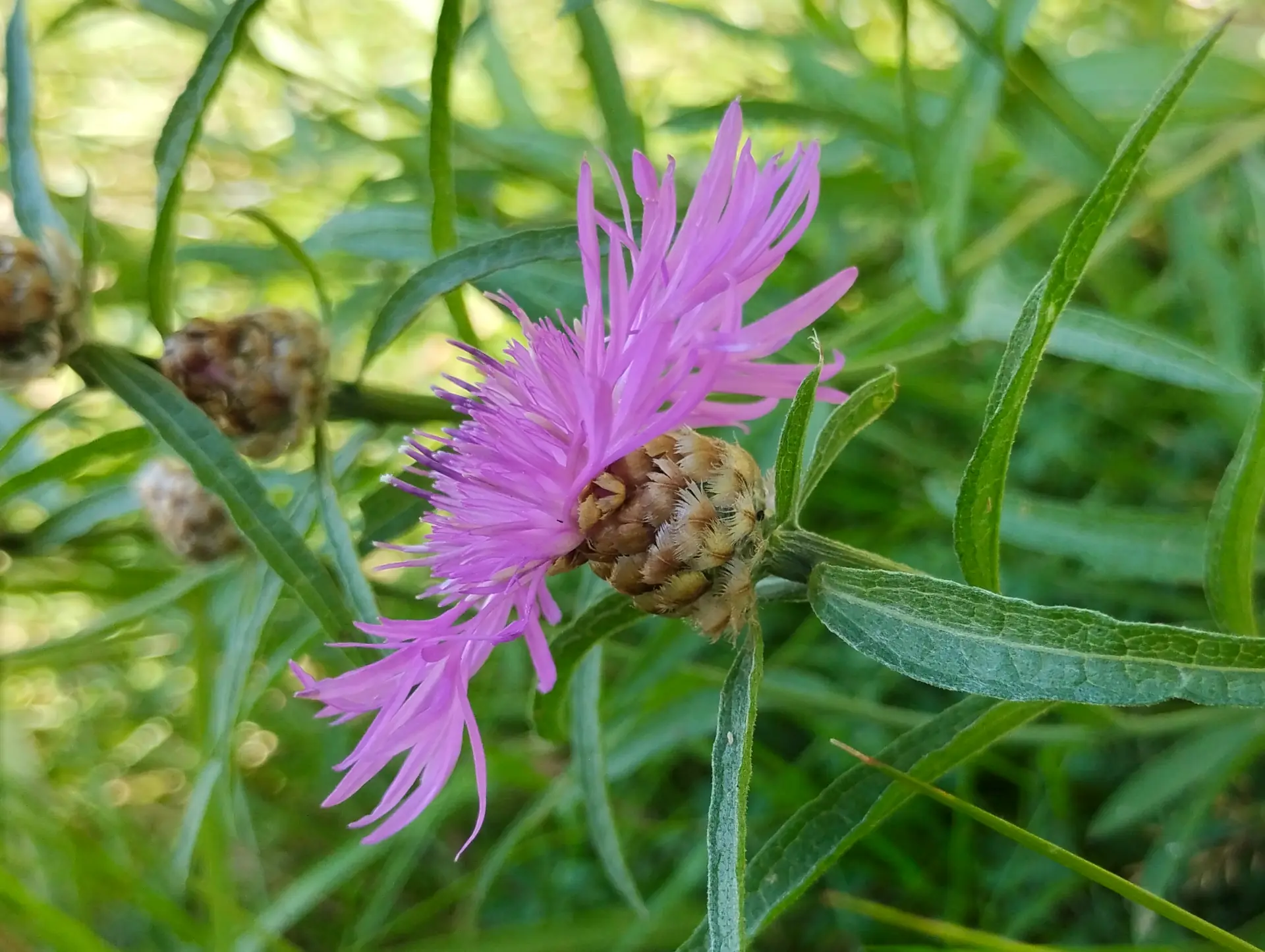 img/centaurea-jacea-jacea-2.webp