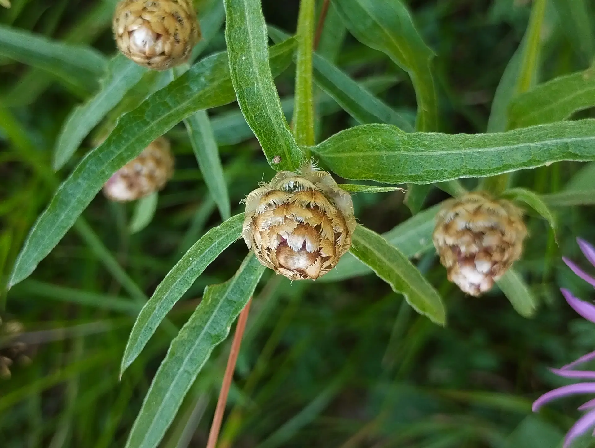 img/centaurea-jacea-jacea-3.webp