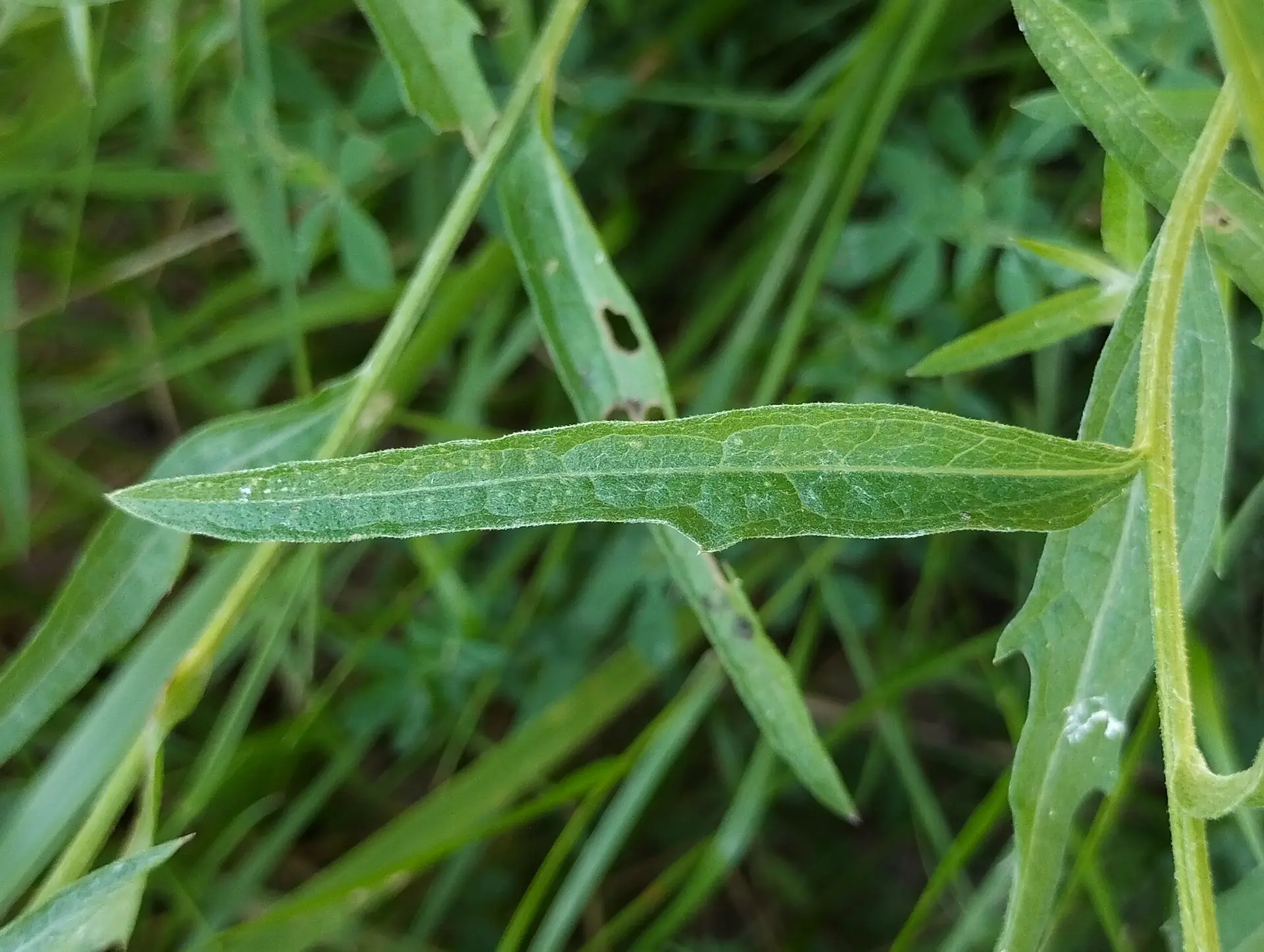 img/centaurea-jacea-jacea-4.webp