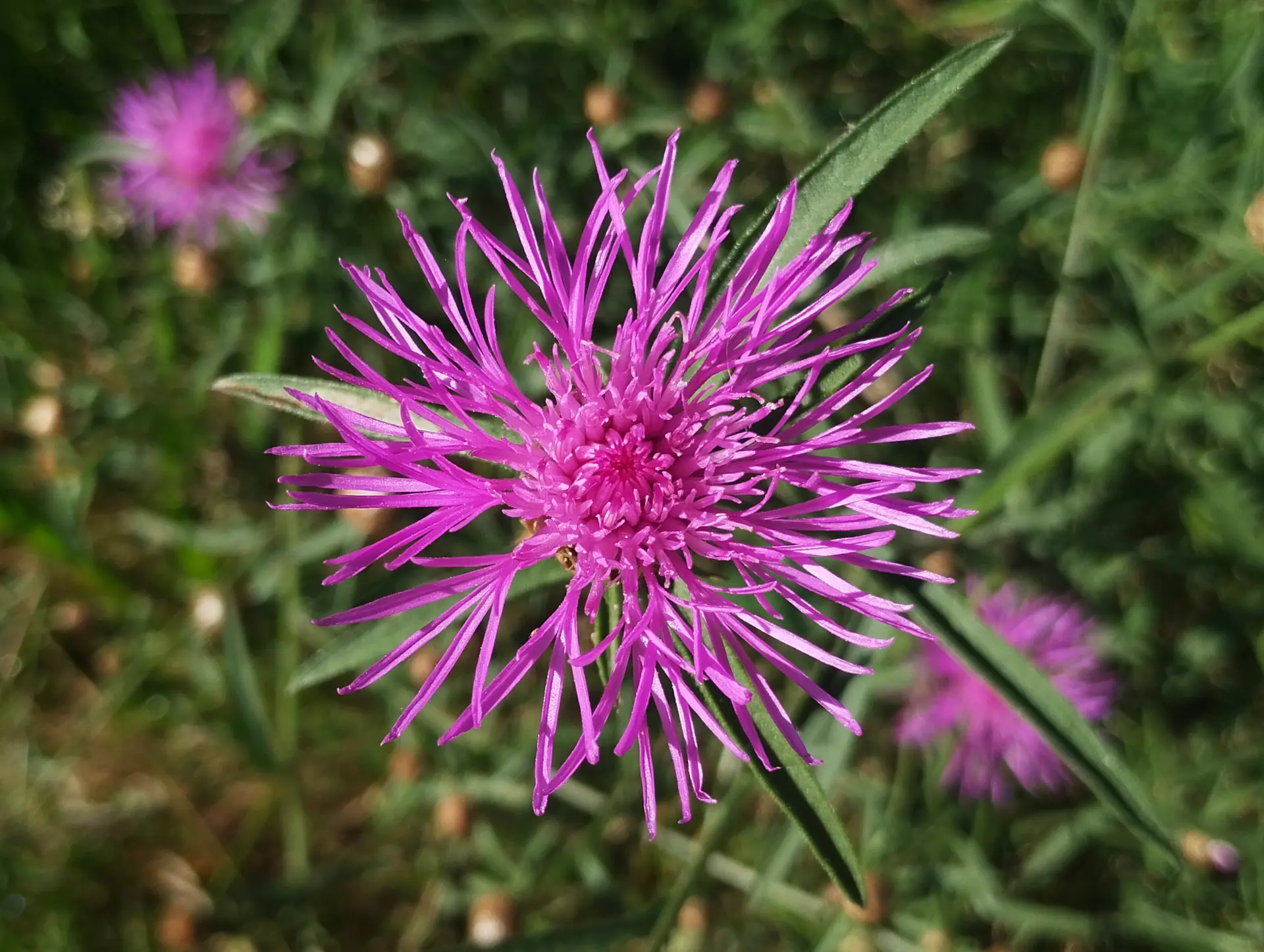 img/centaurea-jacea-jacea-5.webp