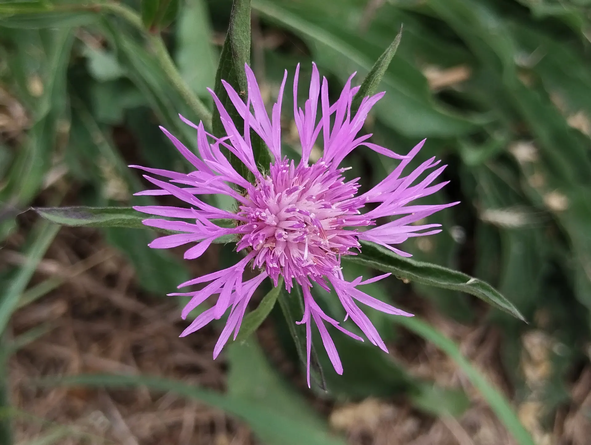 img/centaurea-jacea-jacea-6.webp
