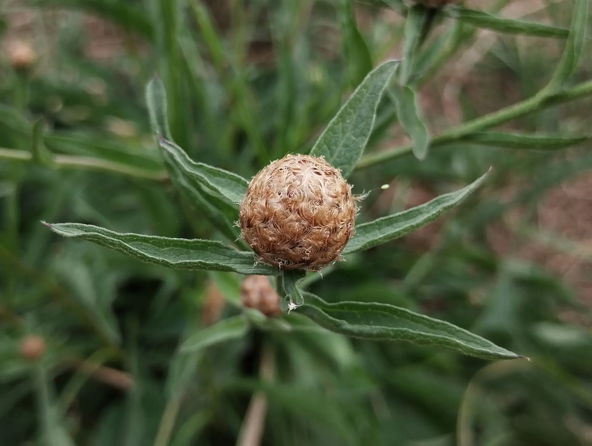 img/centaurea-jacea-jacea-7.webp