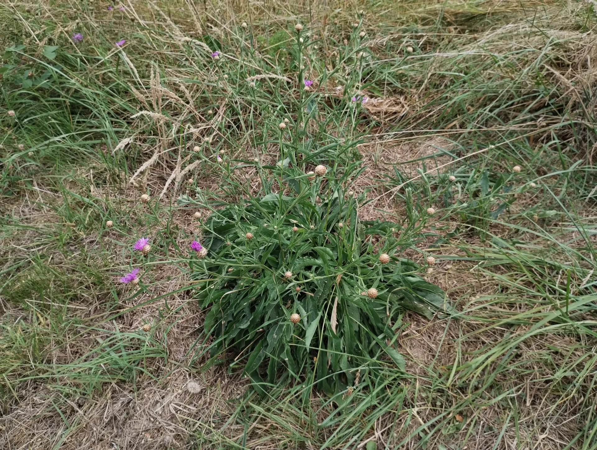 img/centaurea-jacea-jacea-8.webp