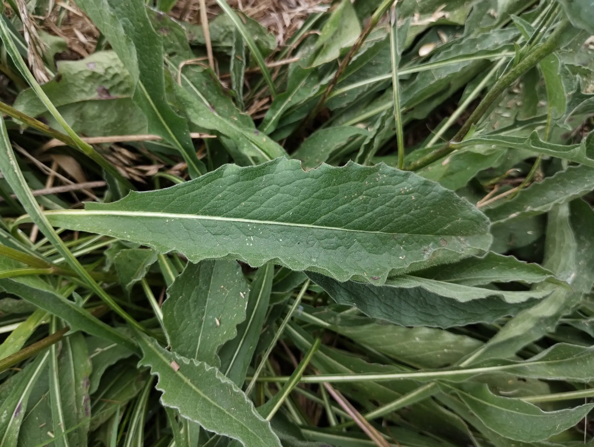 img/centaurea-jacea-jacea-9.webp